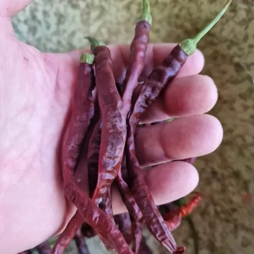 Thunder Cacho Brown Chilli Seeds