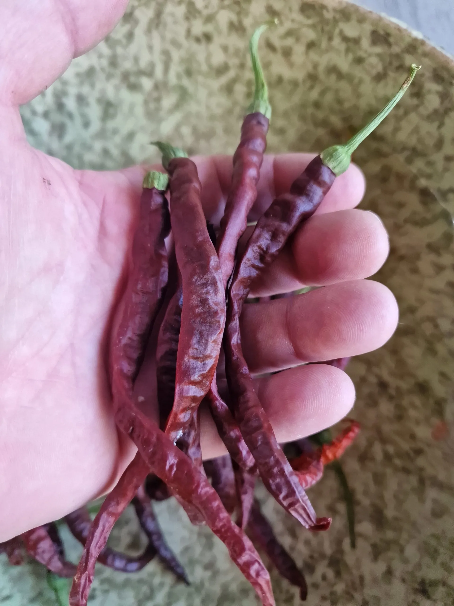 Thunder Cacho Brown Chilli Seeds