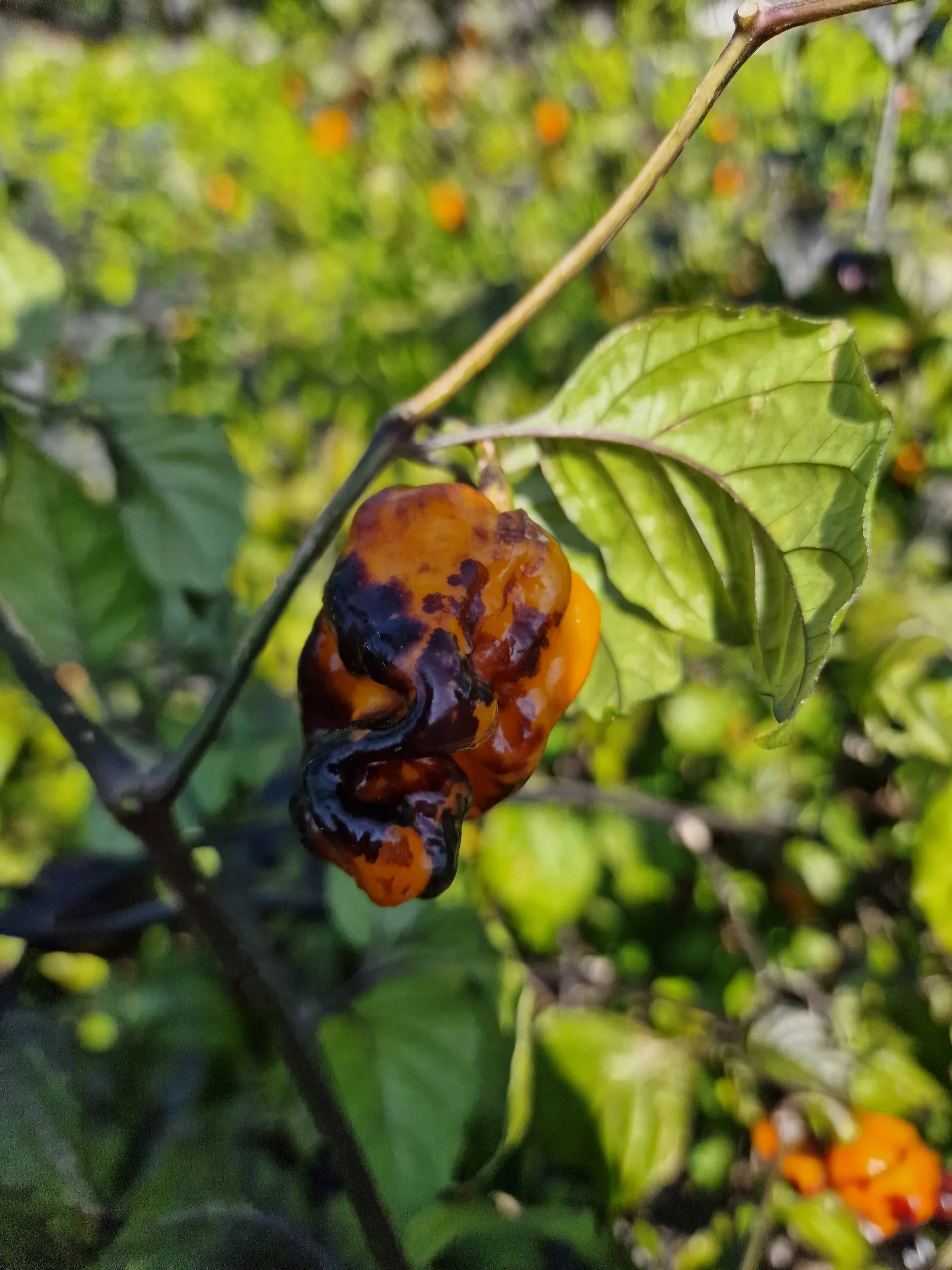 Pink Tiger X Moruga Yellow Chilli Seeds - Image 13