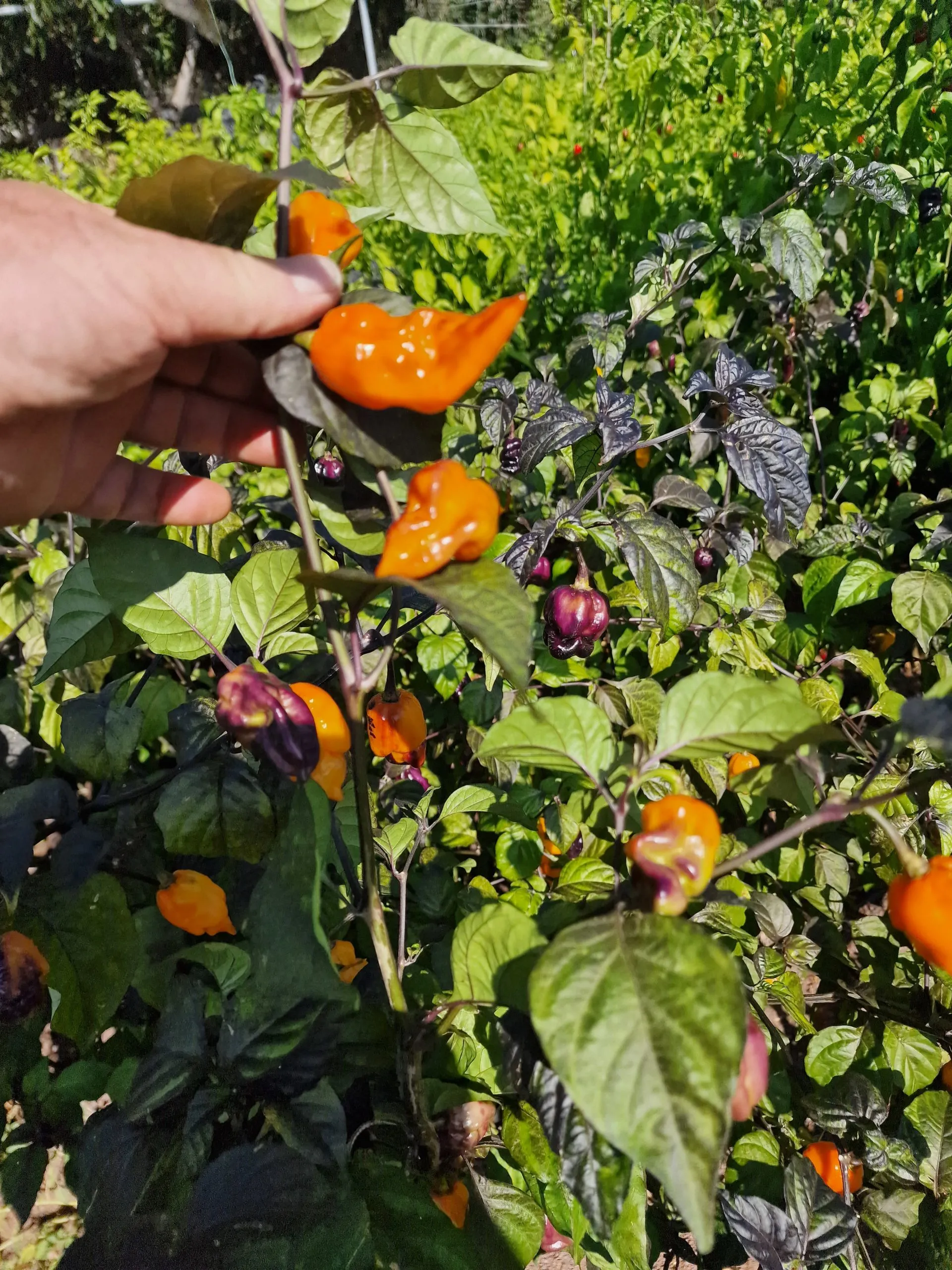 Pink Tiger X Moruga Yellow Chilli Seeds - Image 4