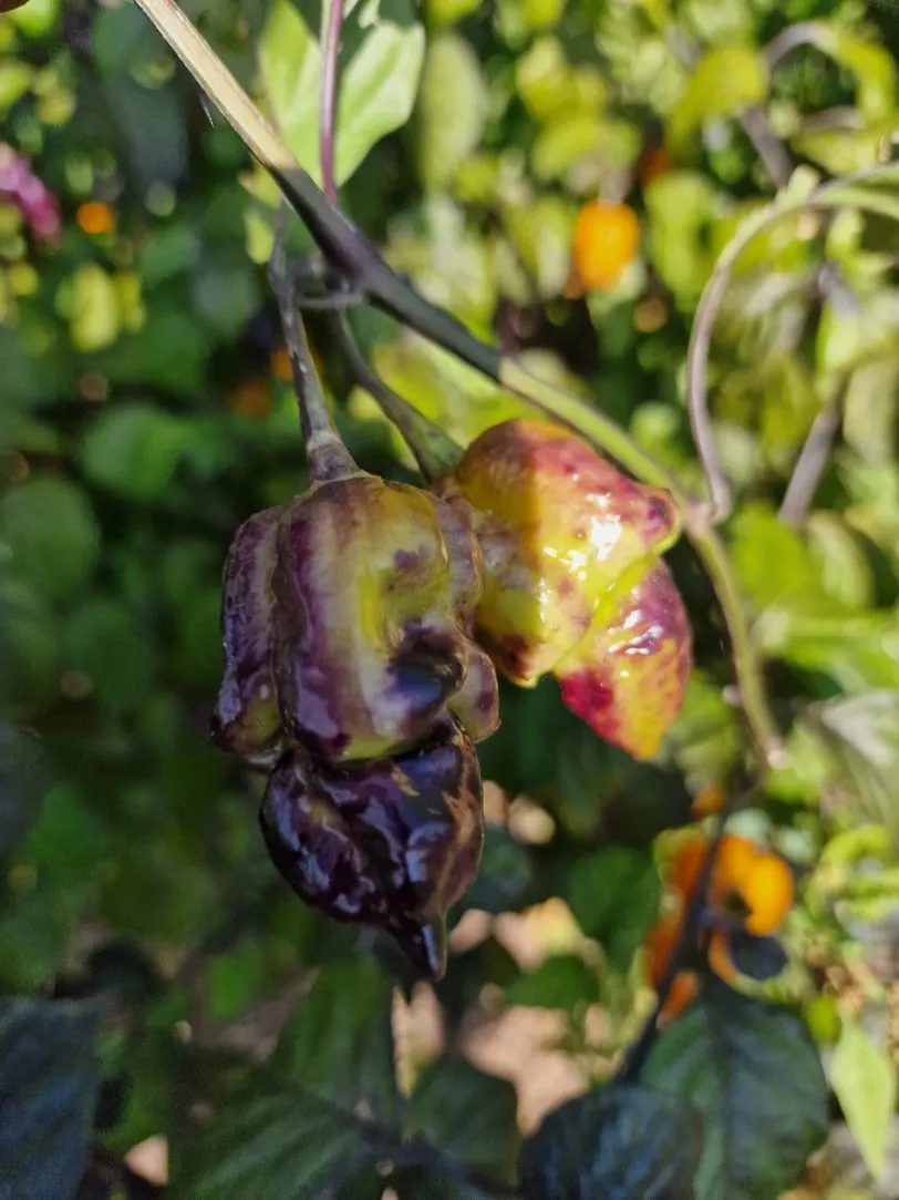 Pink Tiger X Moruga Yellow Chilli Seeds - Image 8