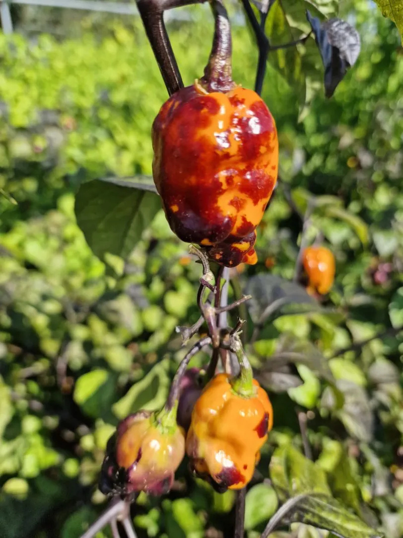 Pink Tiger X Moruga Yellow Chilli Seeds - Image 14