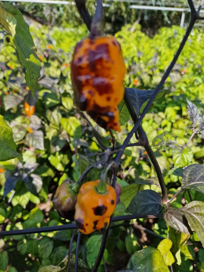Pink Tiger X Moruga Yellow Chilli Seeds - Image 6