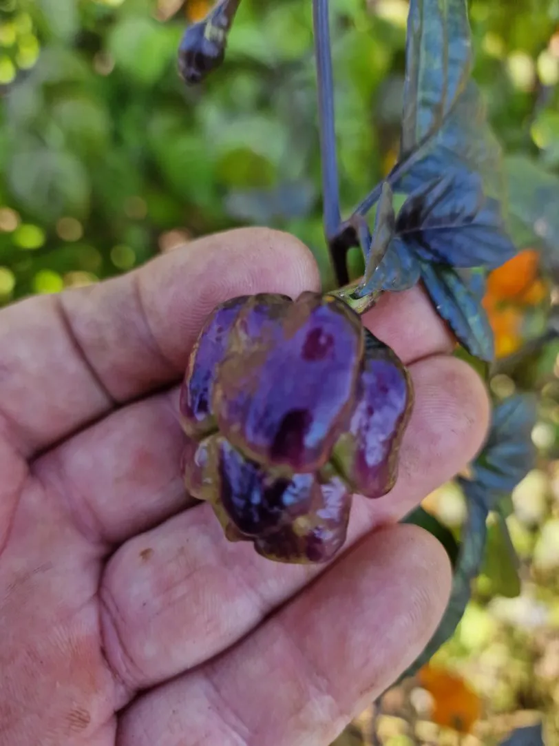 Pink Tiger X Moruga Yellow Chilli Seeds - Image 7