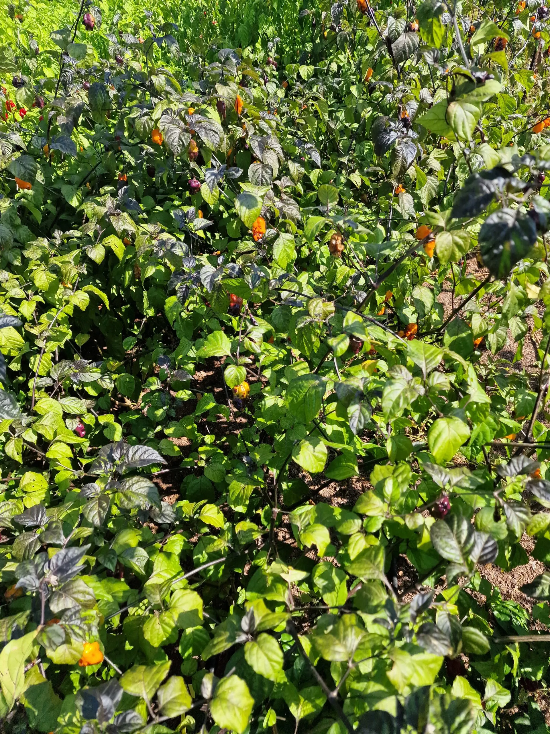 Pink Tiger X Moruga Yellow Chilli Seeds - Image 15