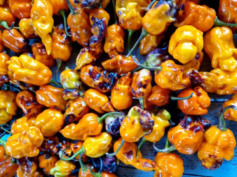 Pink Tiger X Moruga Yellow Chilli Seeds - Image 2