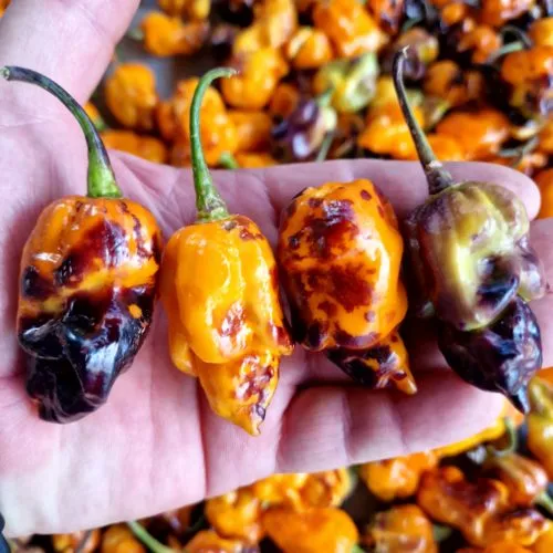Pink Tiger X Moruga Yellow Chilli Seeds