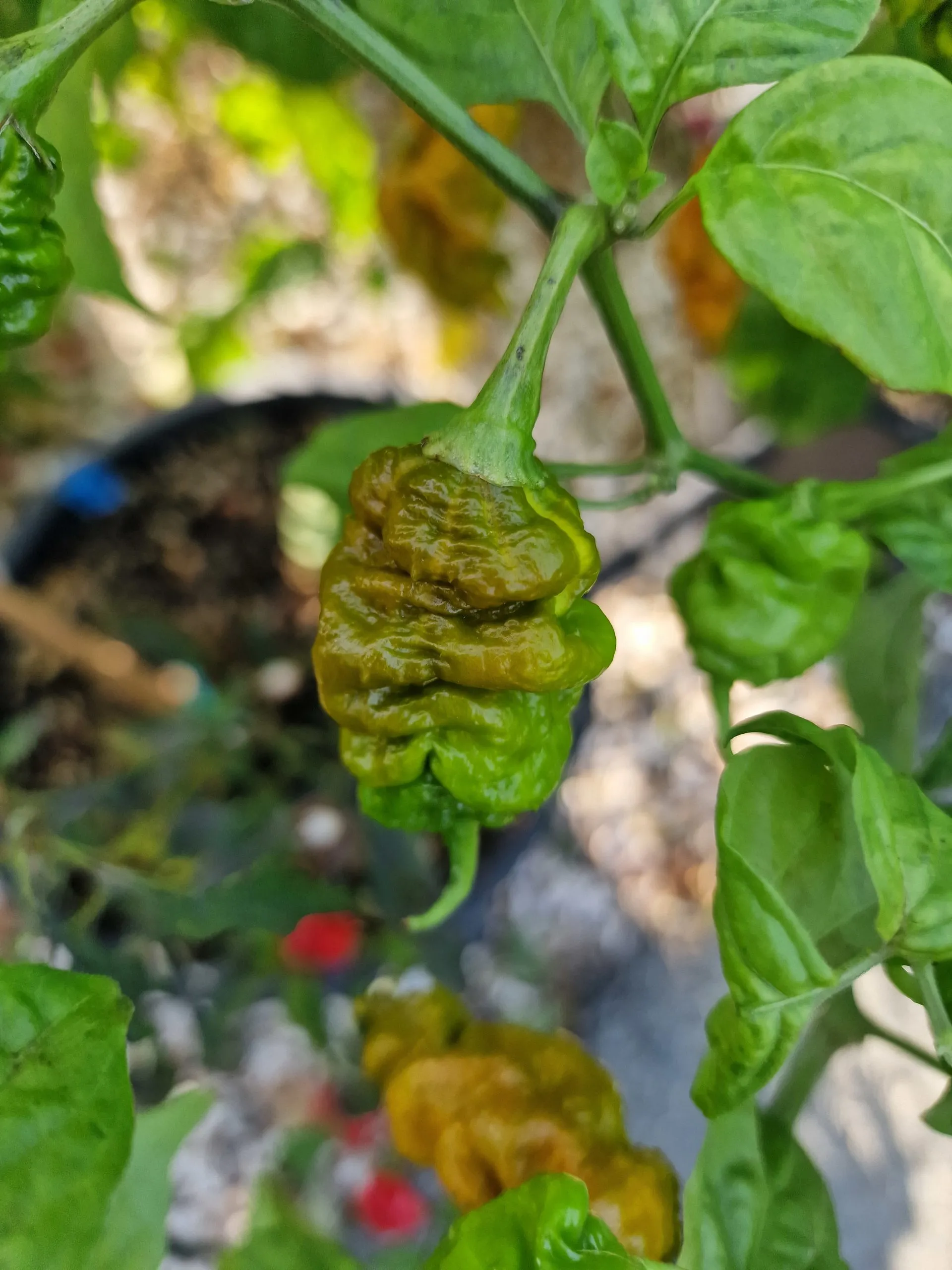 T-Rex Mustard Chilli Seeds - Image 6