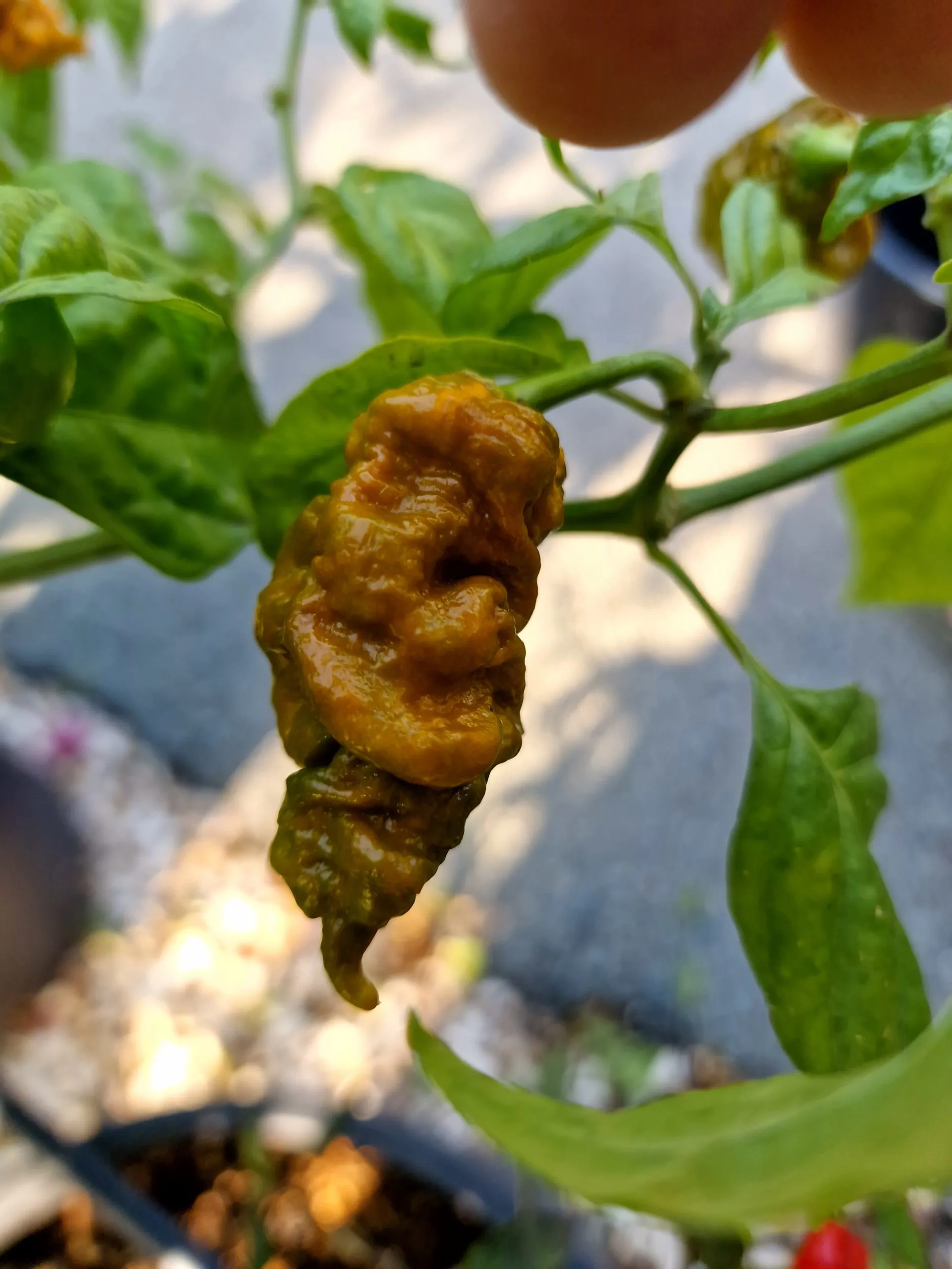 T-Rex Mustard Chilli Seeds - Image 7