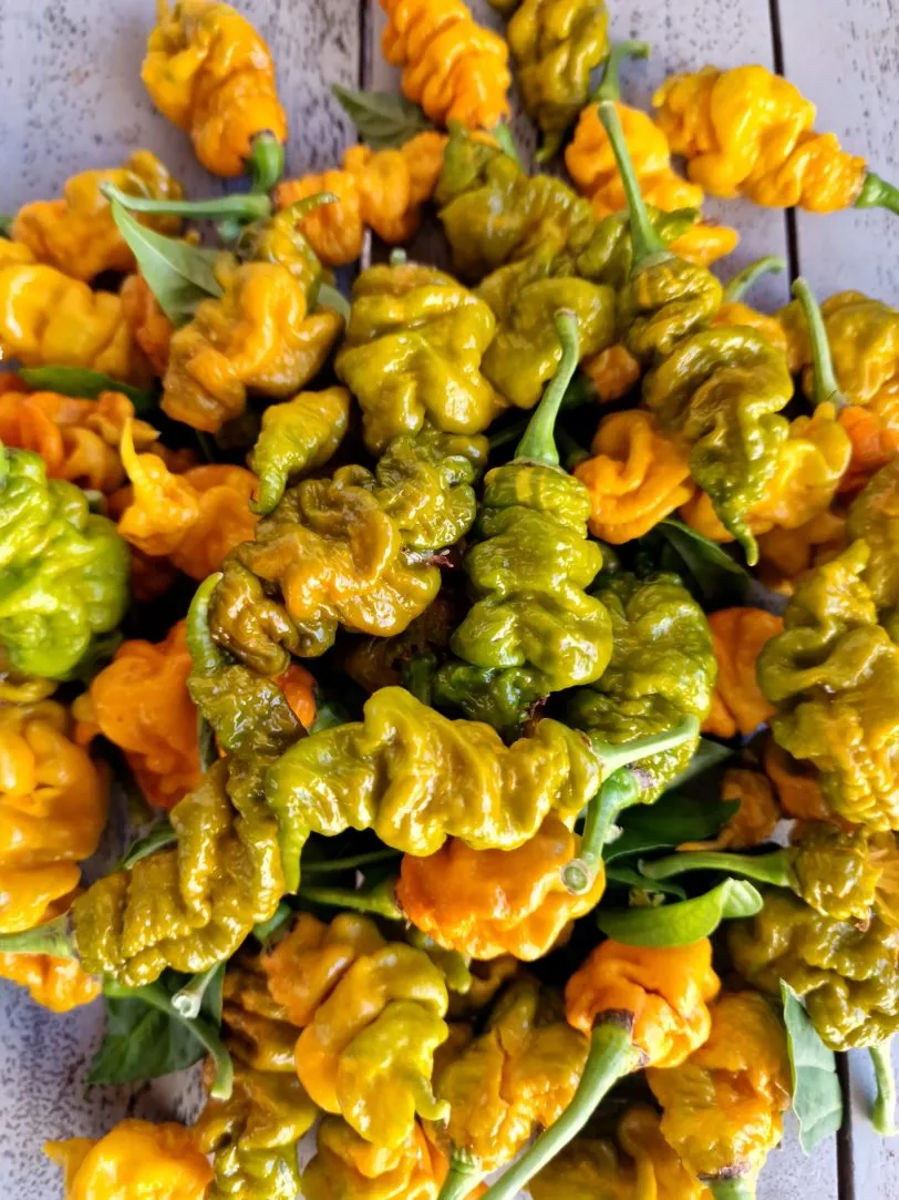 T-Rex Mustard Chilli Seeds - Image 4