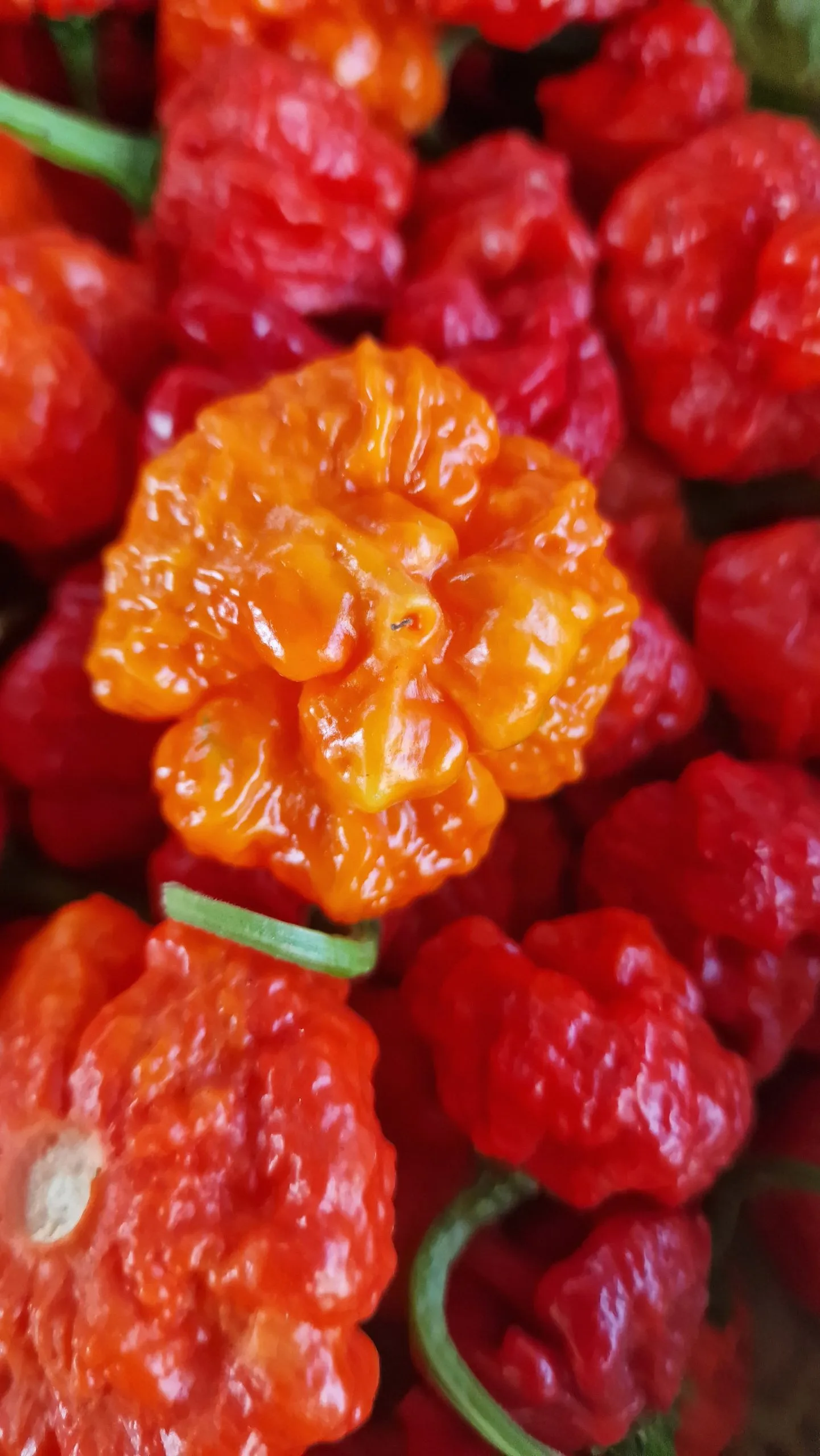 Wartryx Chilli Seeds - Image 7