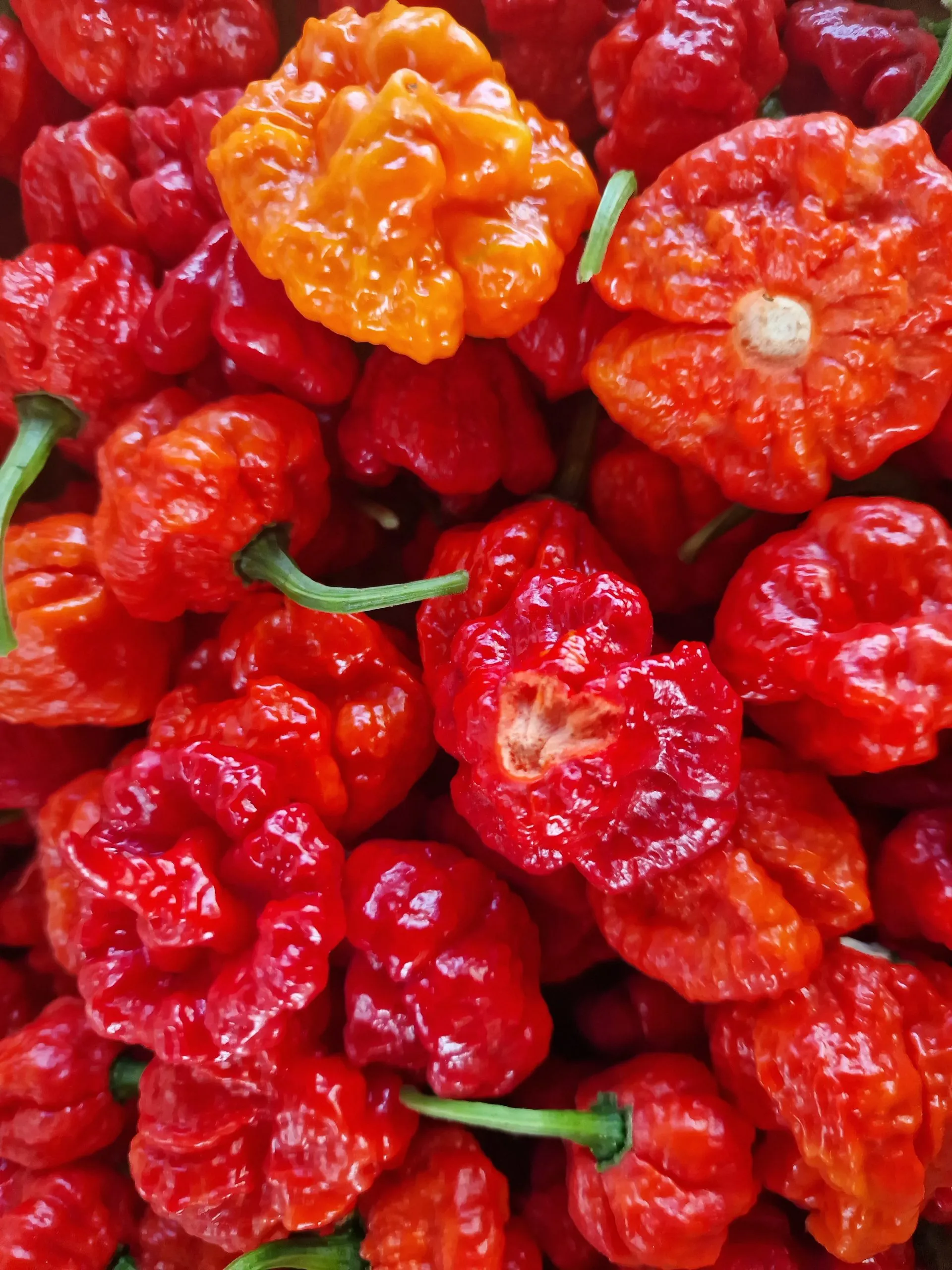 Wartryx Chilli Seeds - Image 4