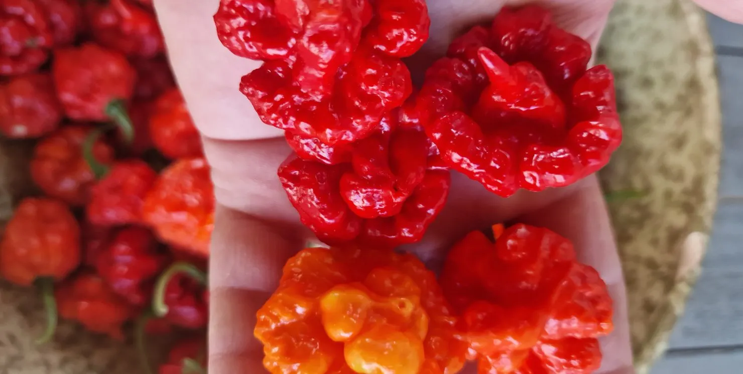 Wartryx Chilli Seeds