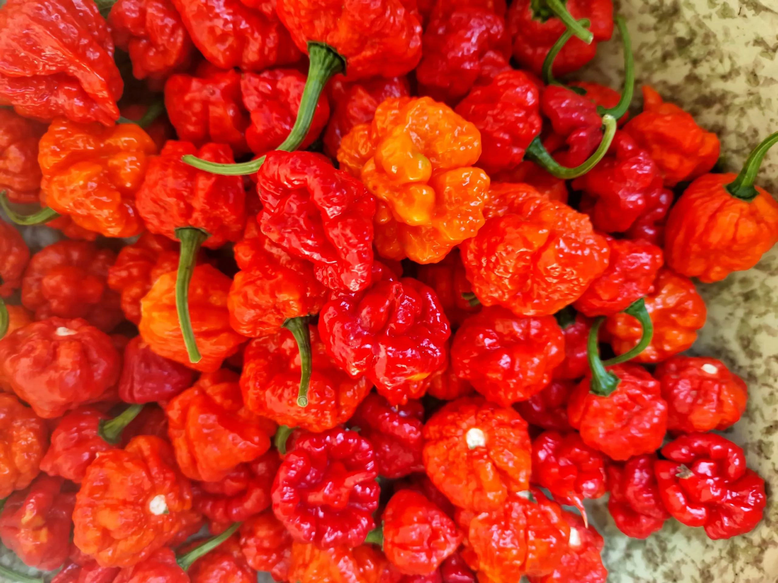 Wartryx Chilli Seeds - Image 5