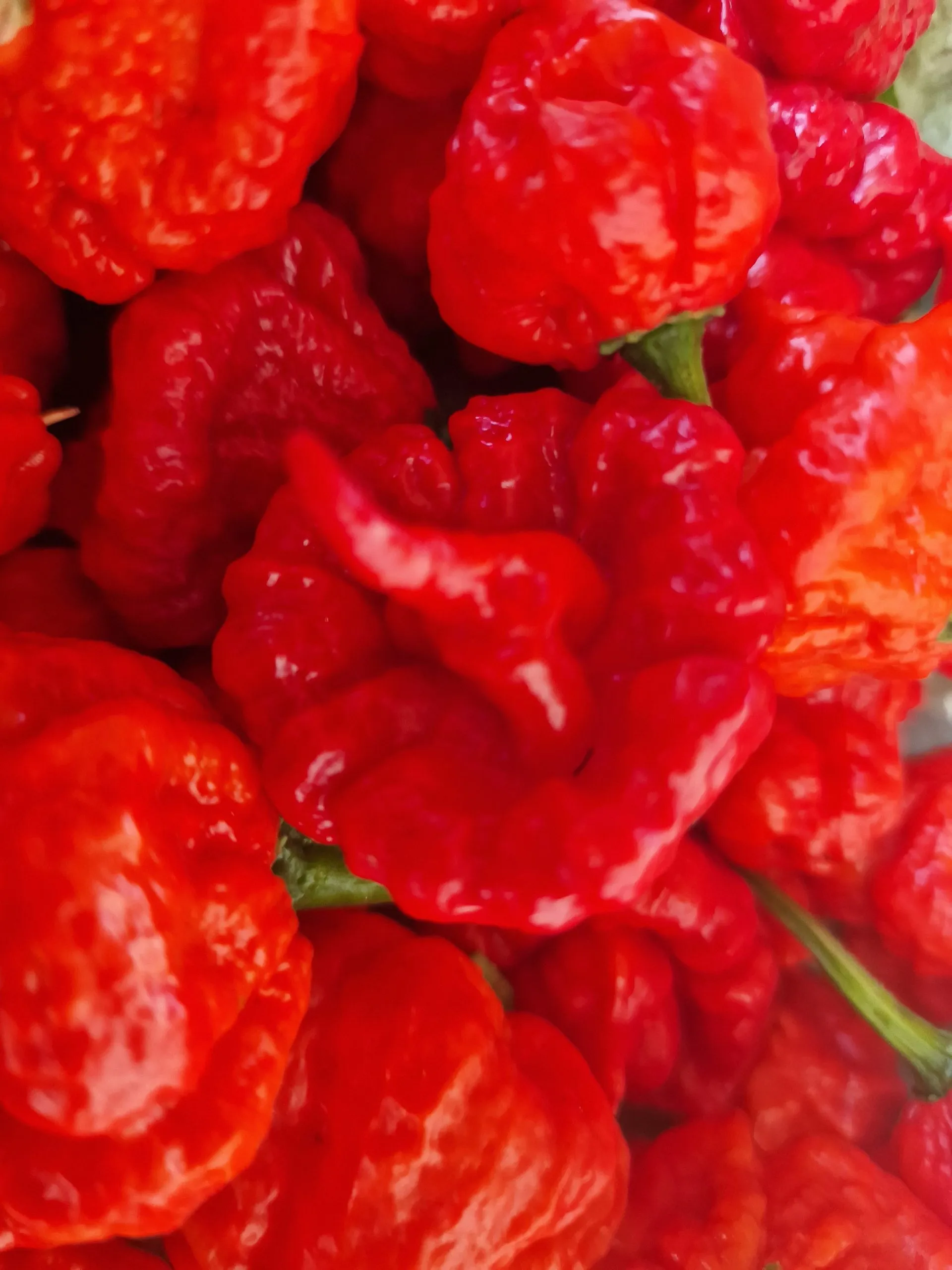 Wartryx Chilli Seeds - Image 6