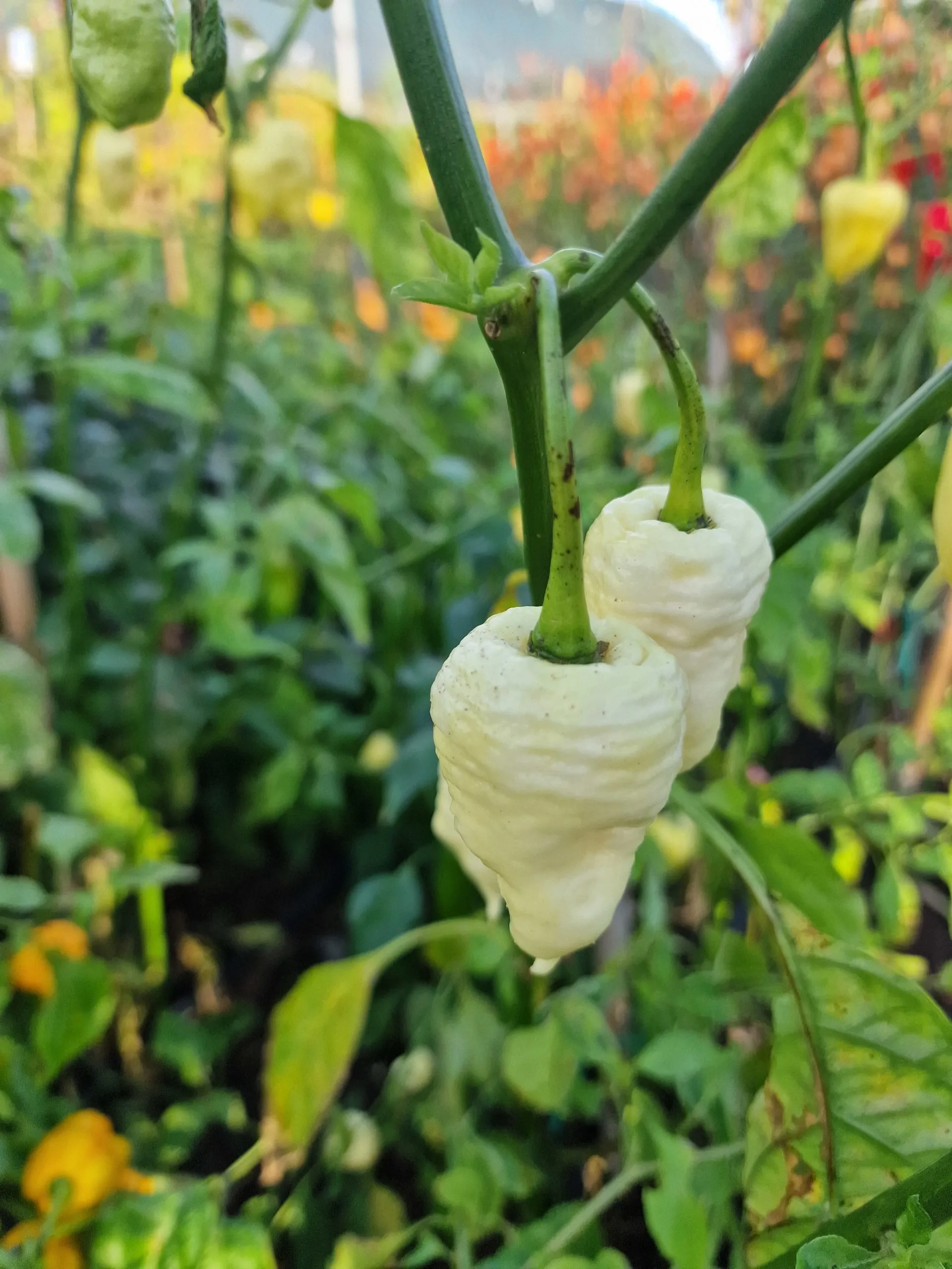 WhyNot White Chilli Seeds - Image 9
