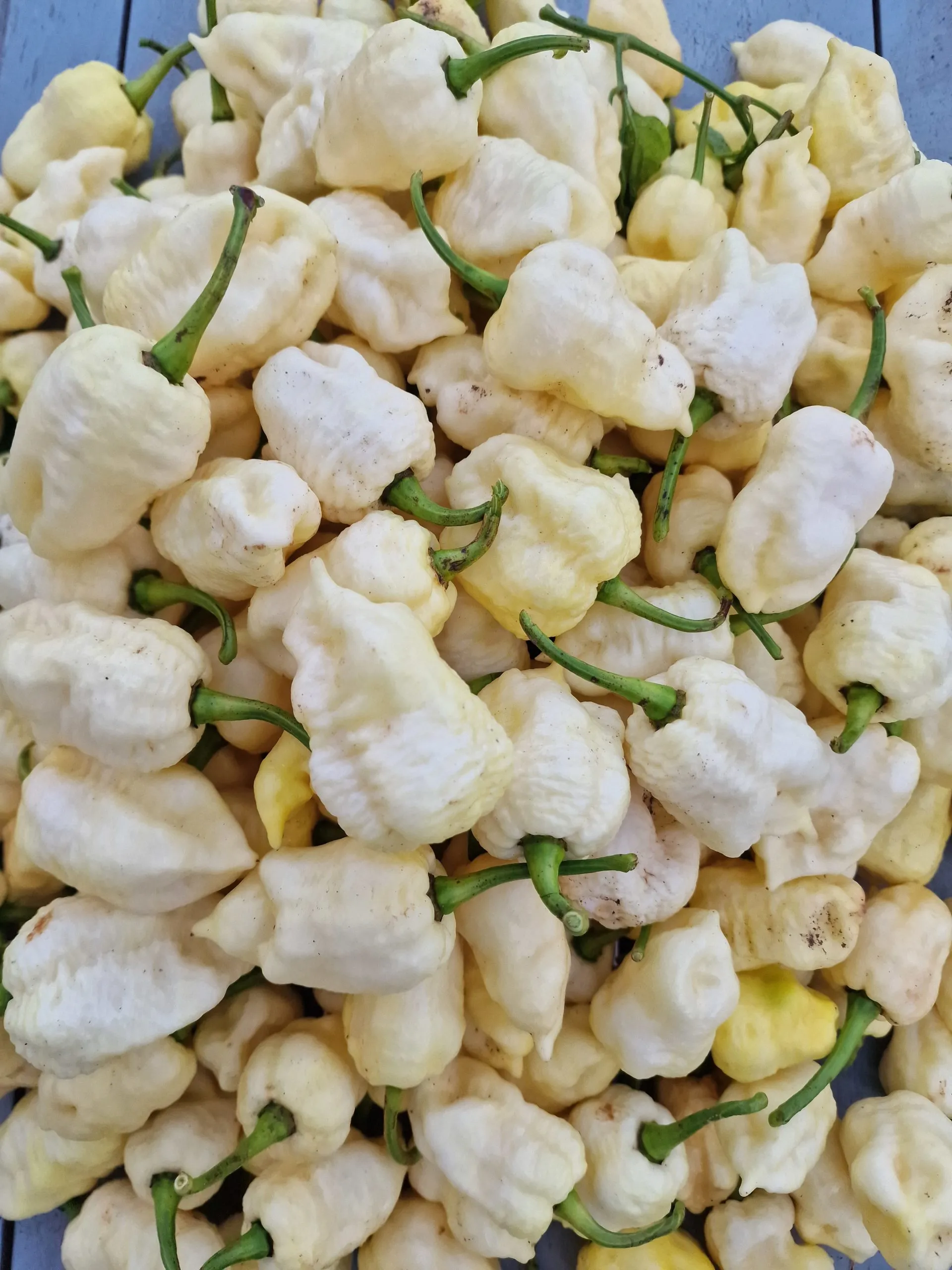 WhyNot White Chilli Seeds - Image 6