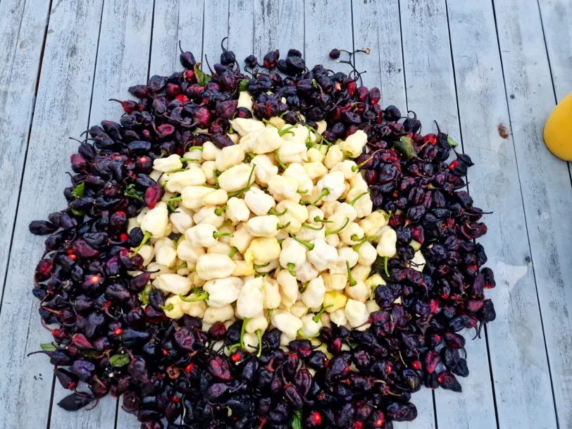 7 Pot BBG Purple Mamp Chilli Seeds - Image 4