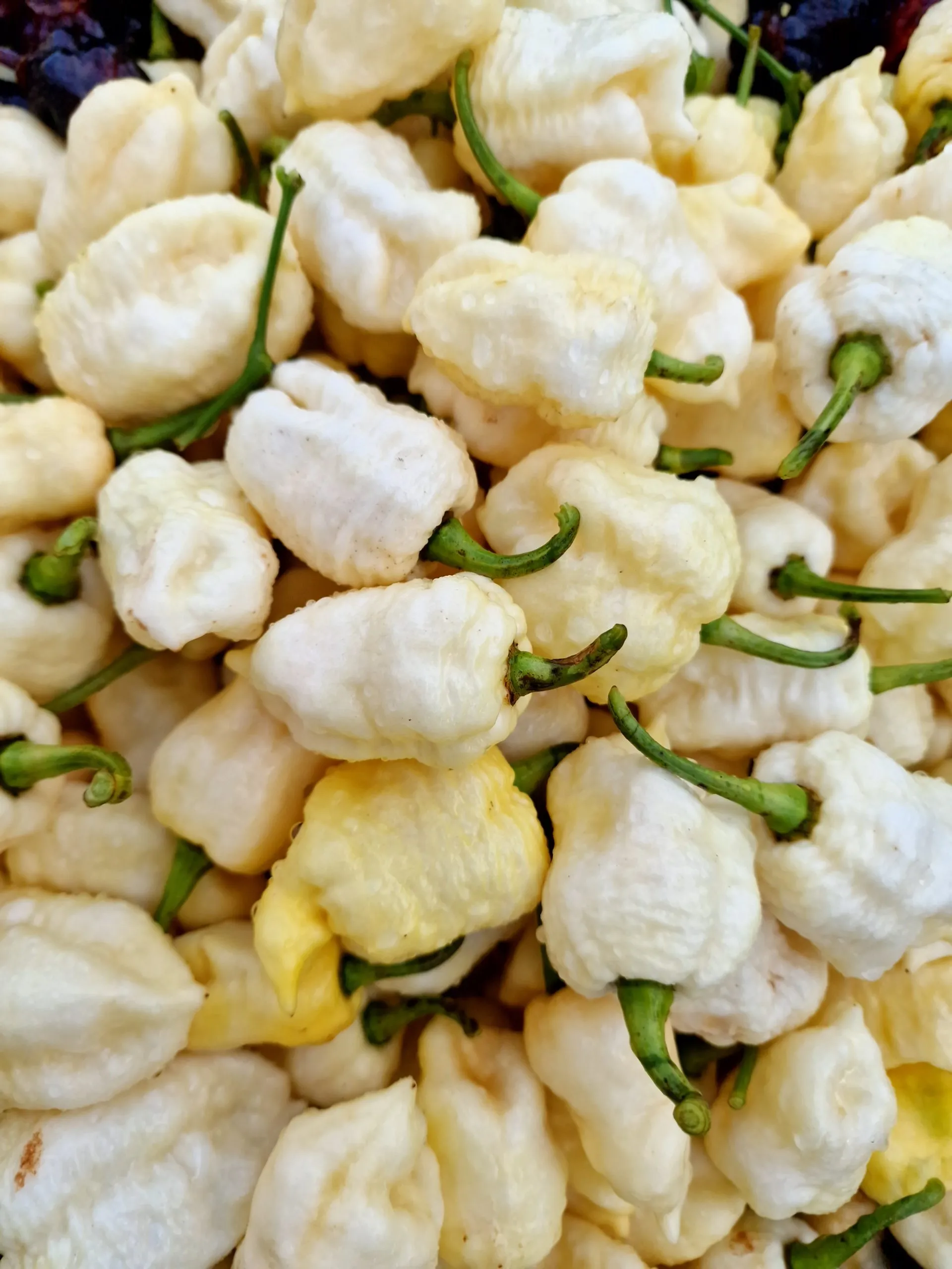 WhyNot White Chilli Seeds - Image 7