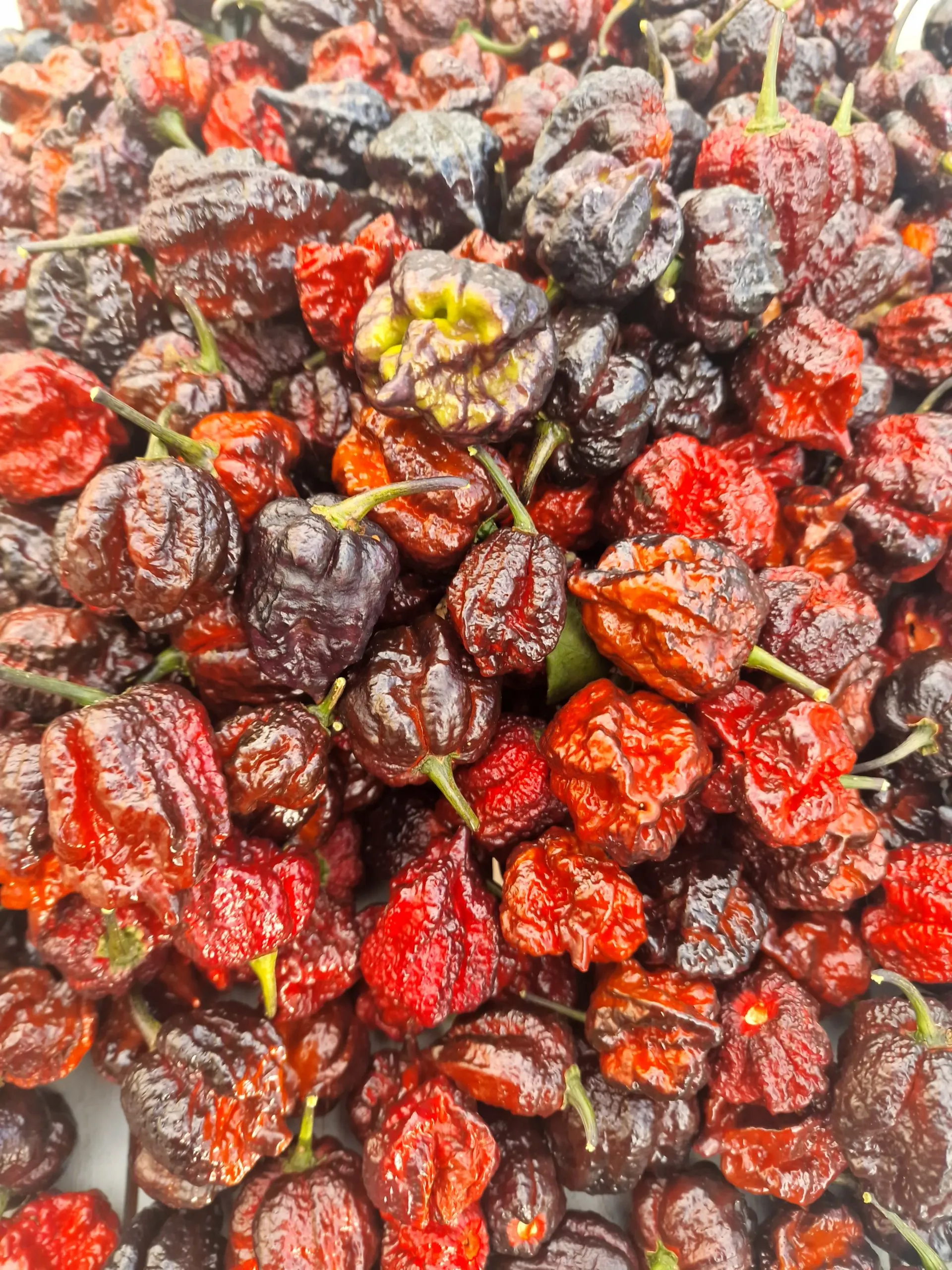 Moruga Blackjack Chilli Seeds - Image 9