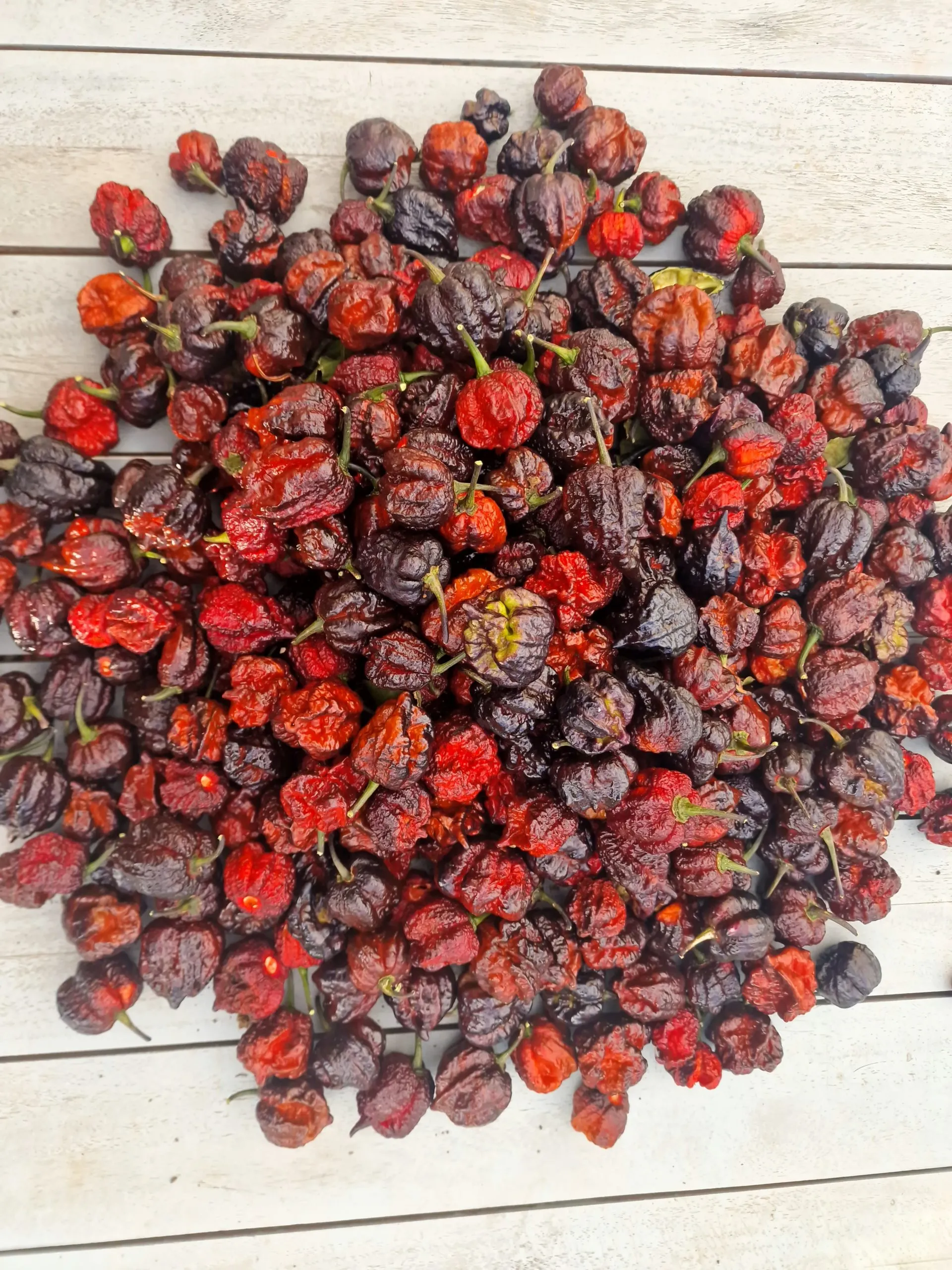 Moruga Blackjack Chilli Seeds - Image 10