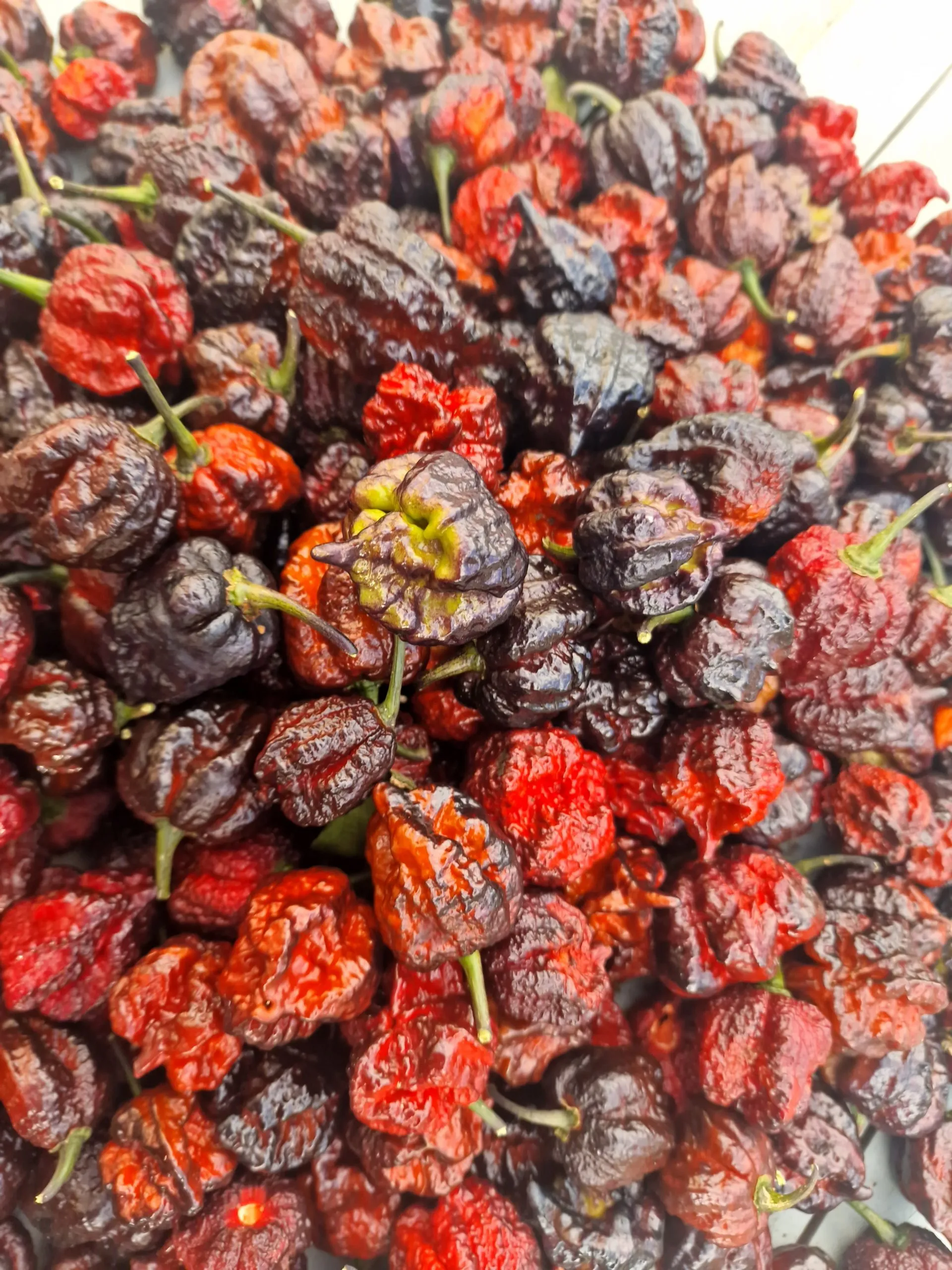 Moruga Blackjack Chilli Seeds - Image 7