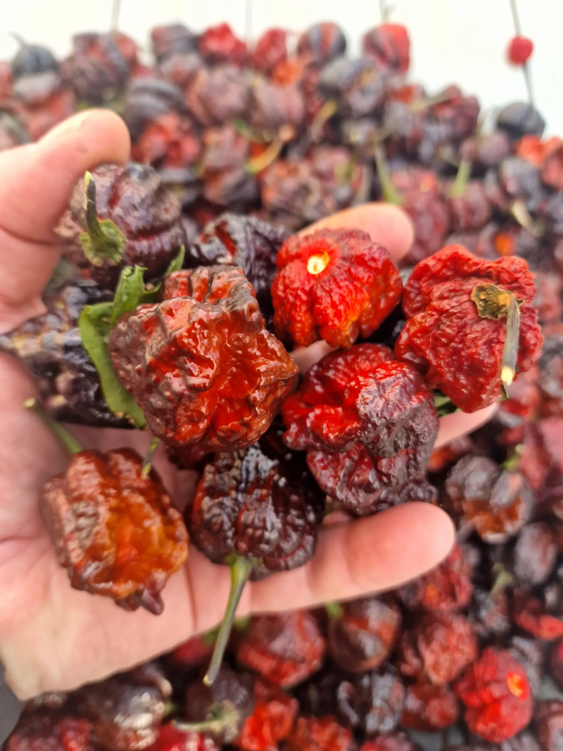 Moruga Blackjack Chilli Seeds - Image 3