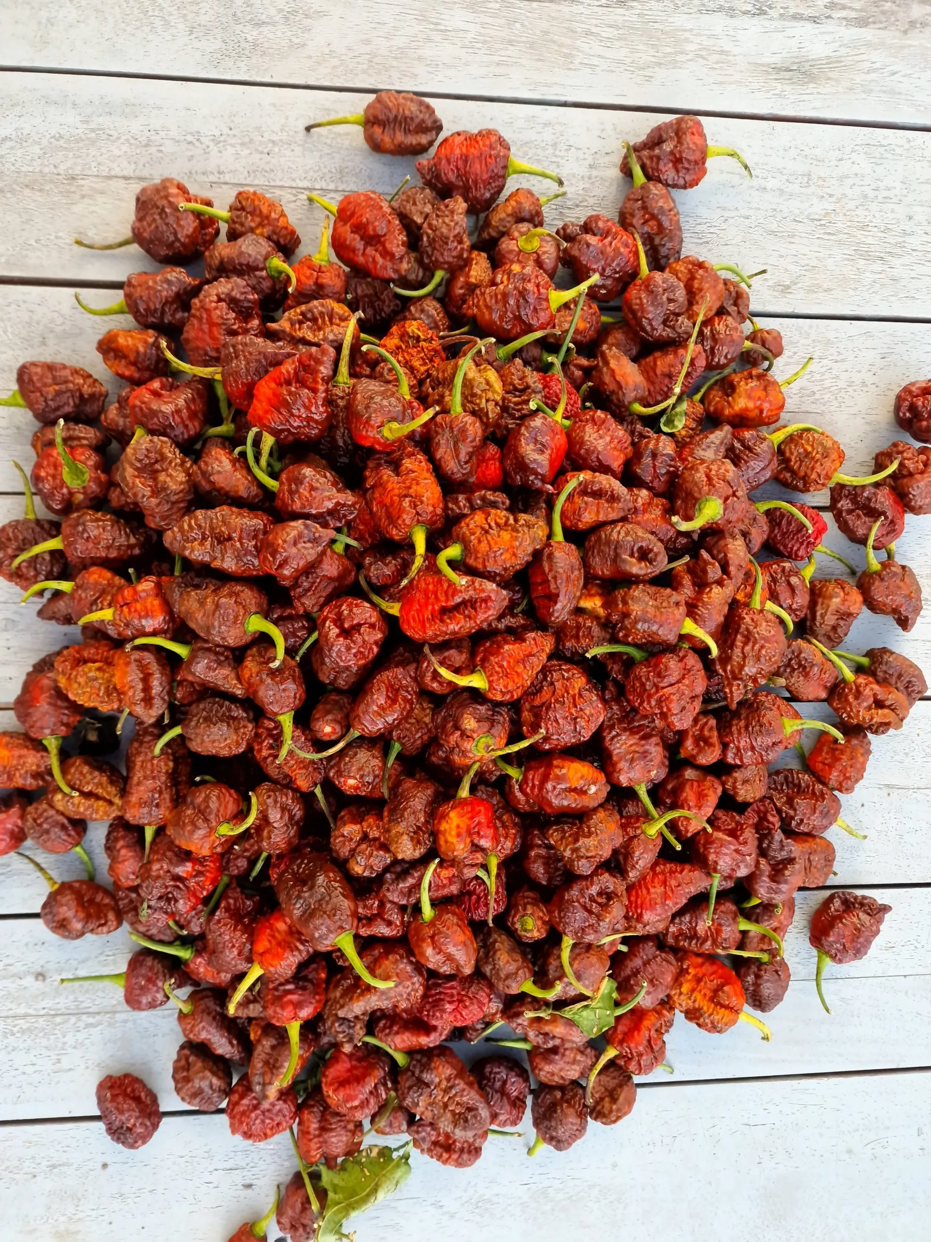 HellBoy Chilli Seeds - Image 10