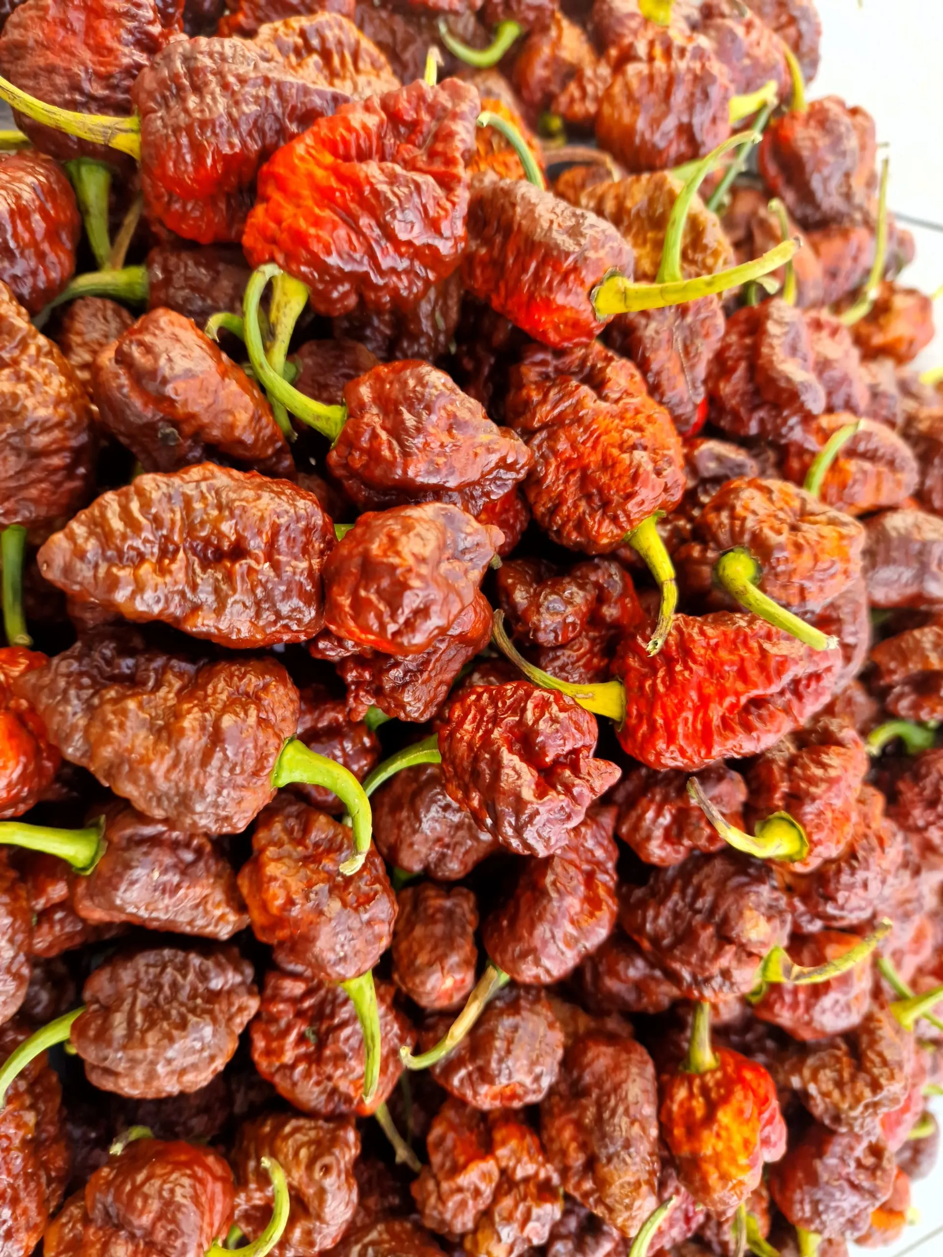 HellBoy Chilli Seeds - Image 11