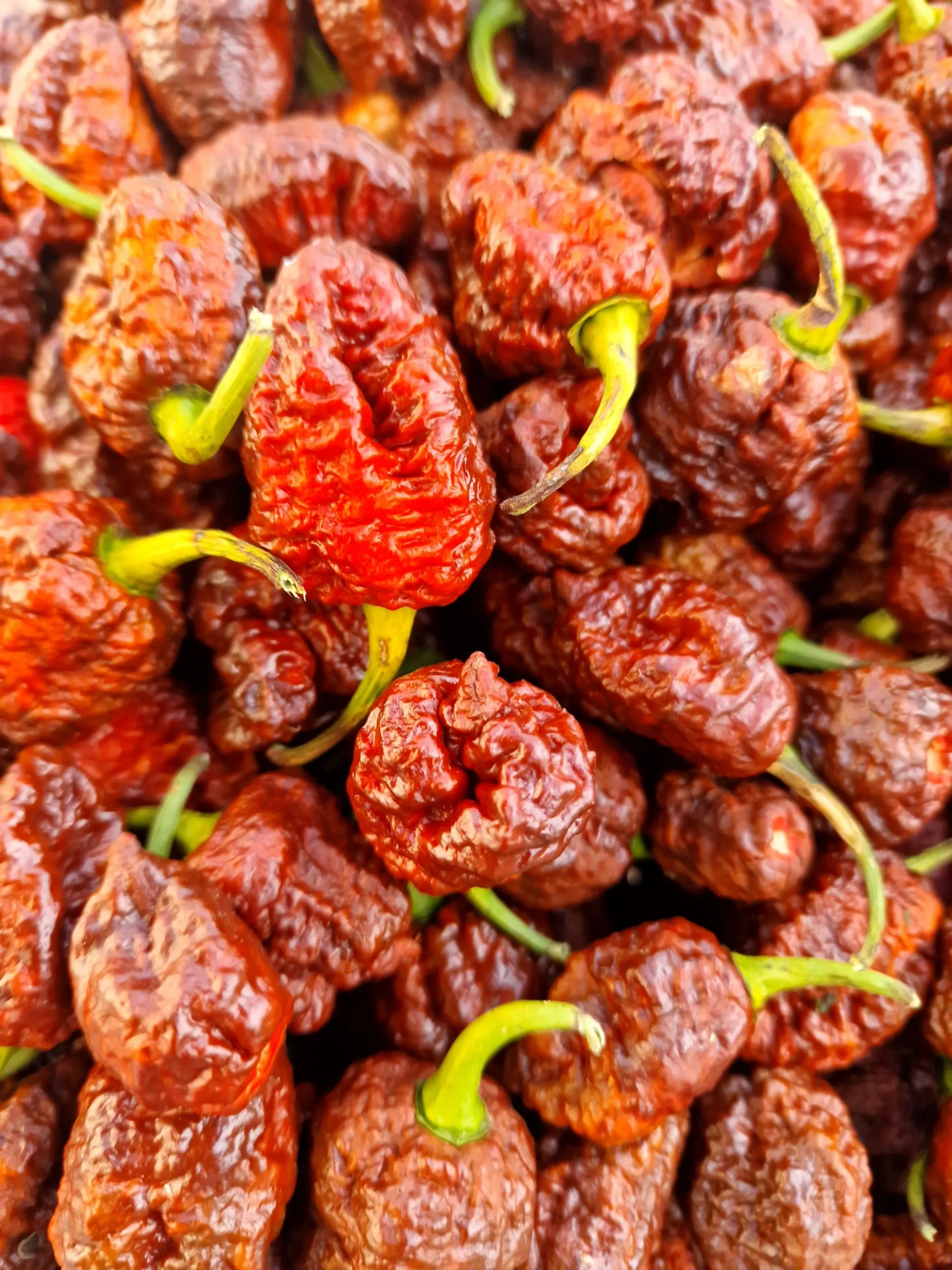 HellBoy Chilli Seeds - Image 12