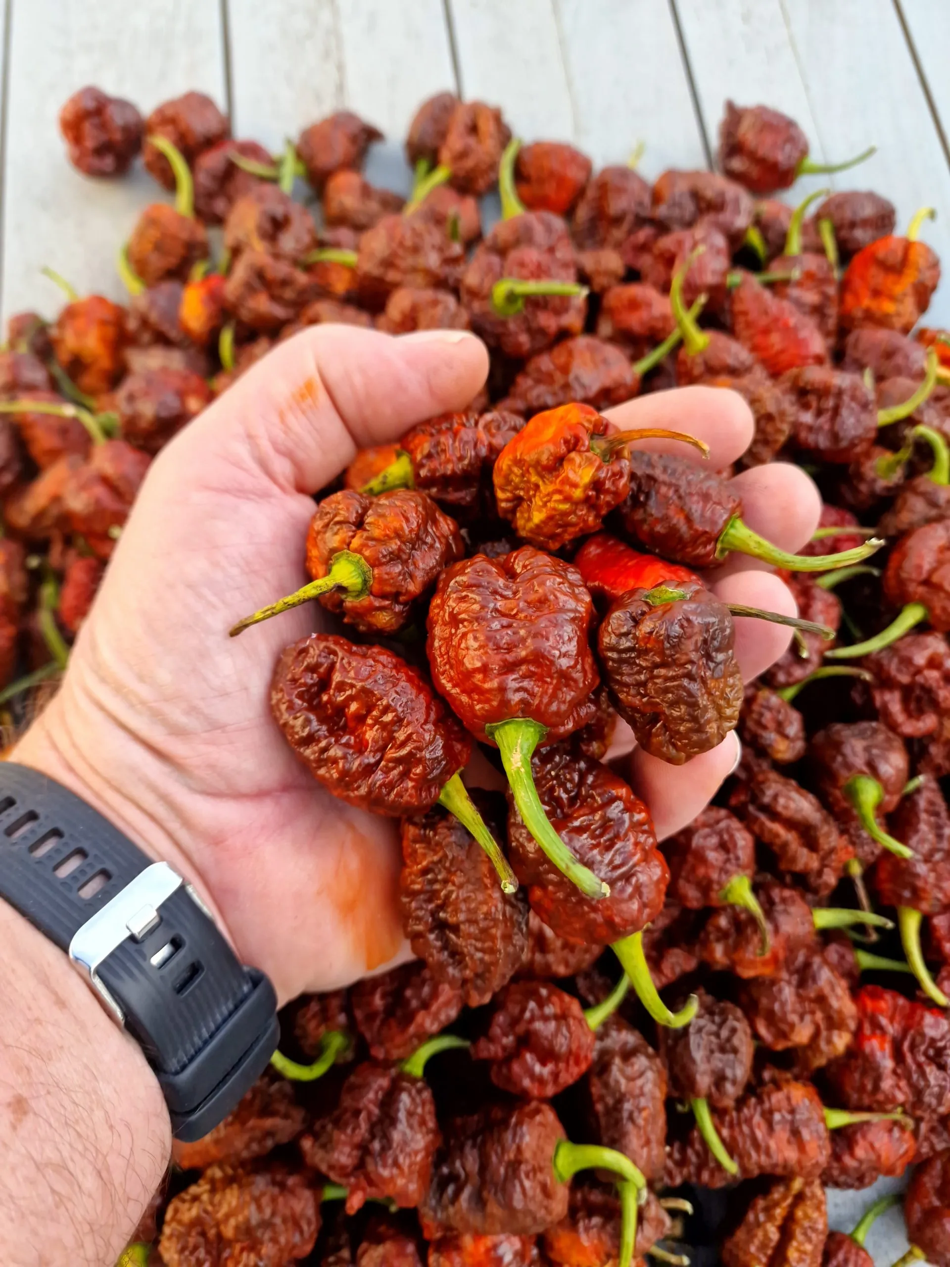 HellBoy Chilli Seeds - Image 9