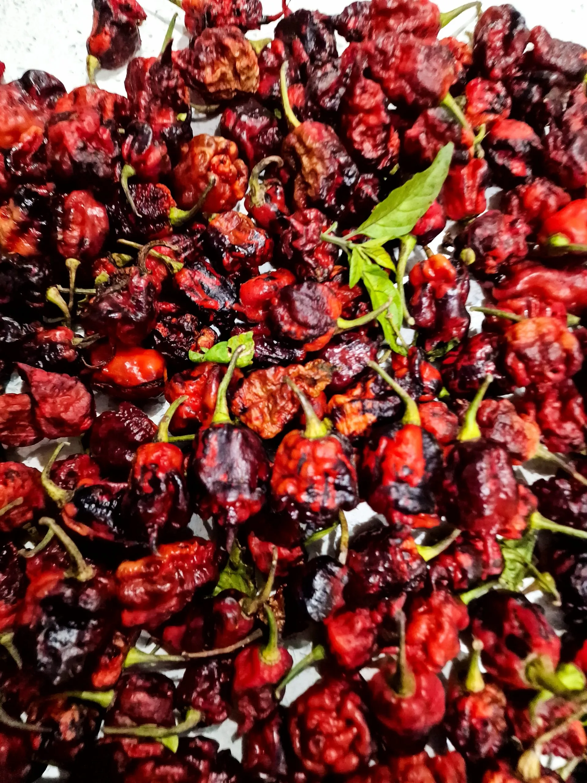 Purple Death Chilli Seeds - Image 8