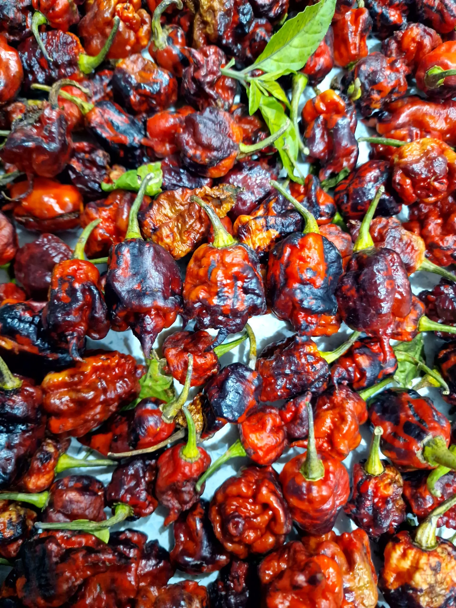 Purple Death Chilli Seeds - Image 17