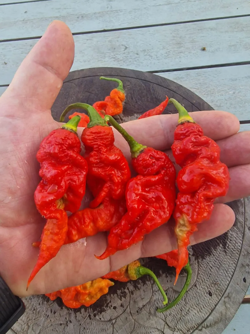 T Rex Red Chilli Seeds - Image 5