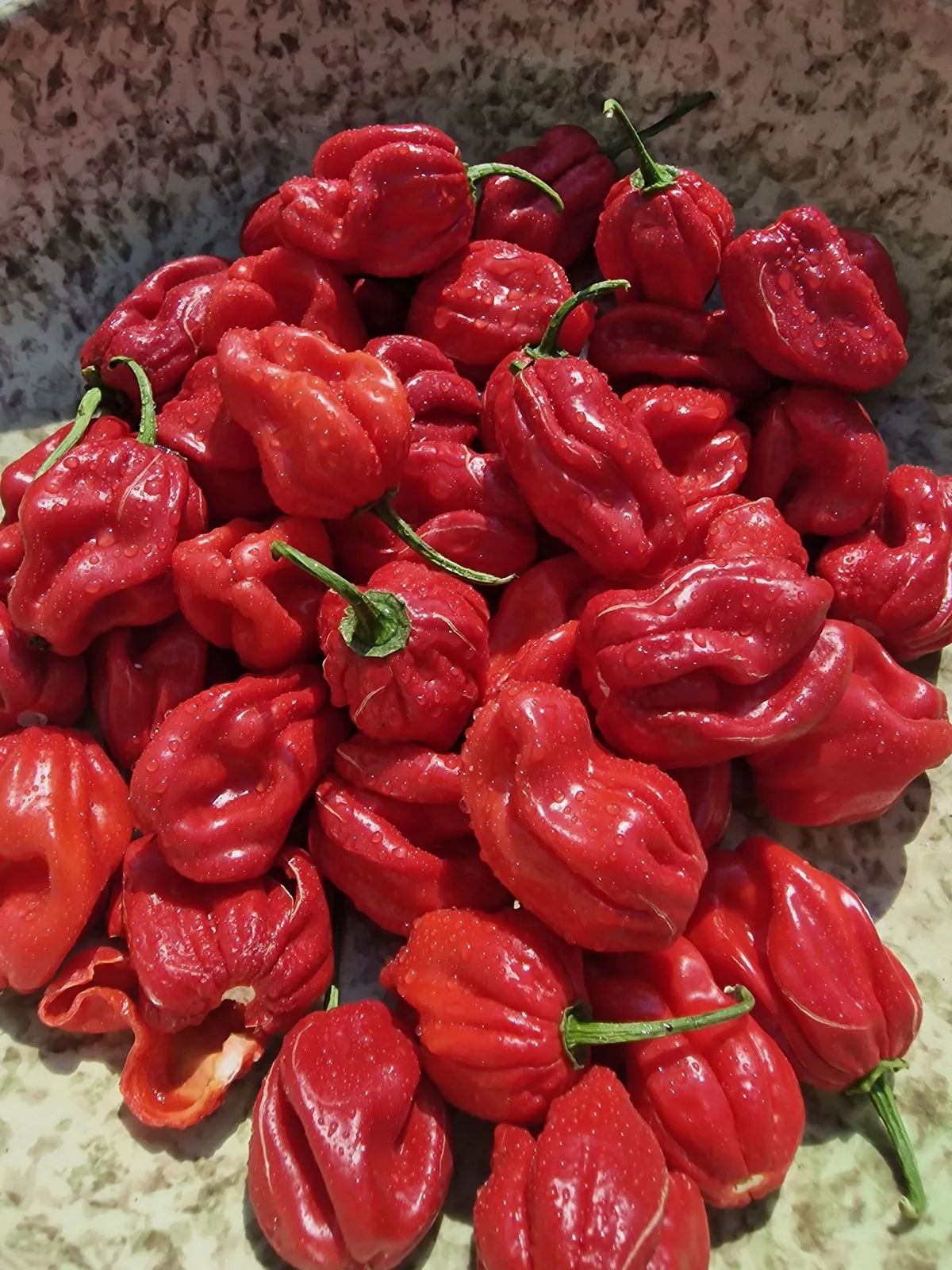 Scotch Bonnet Trinidad Red Chilli Seeds - Image 2
