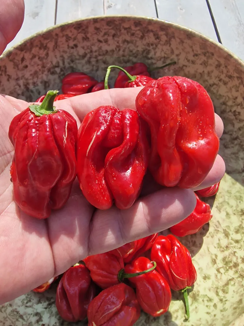 Scotch Bonnet Trinidad Red Chilli Seeds - Image 4