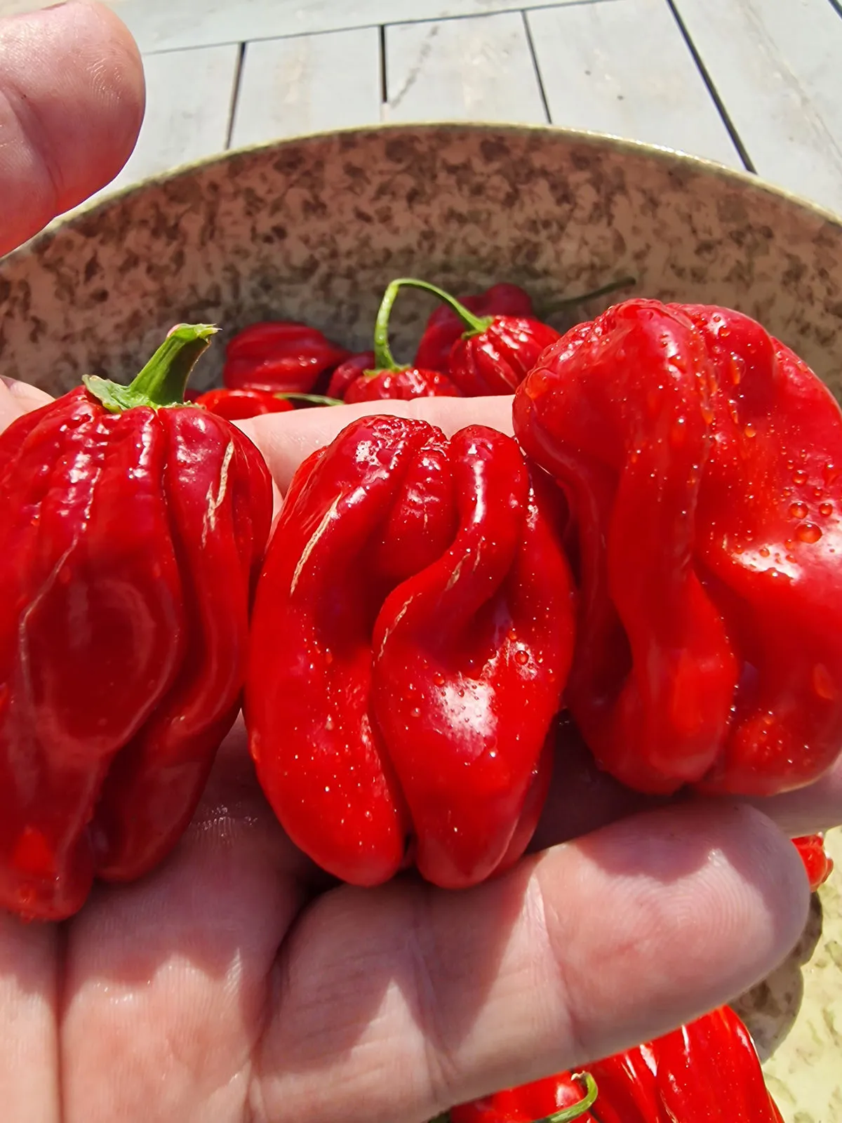 Scotch Bonnet Trinidad Red Chilli Seeds - Image 5