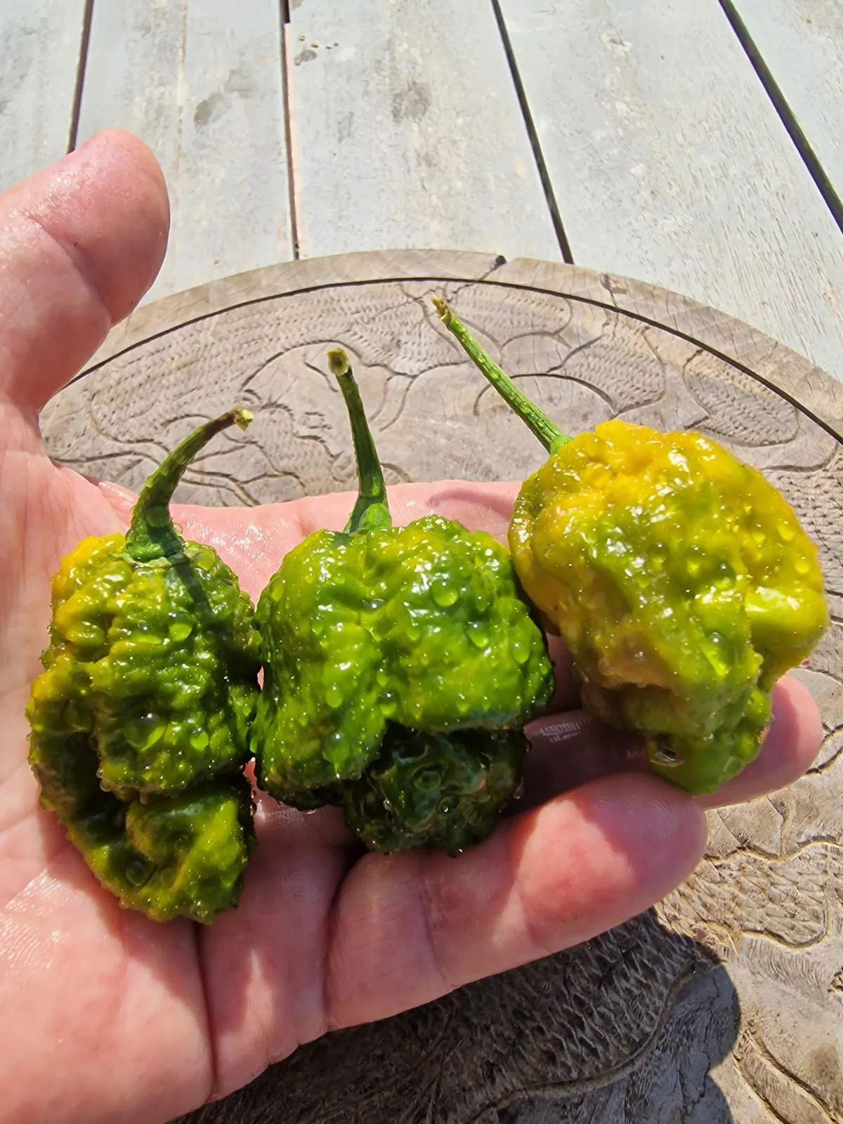 Trinidad Scorpion Moruga Green Chilli Seeds - Image 7