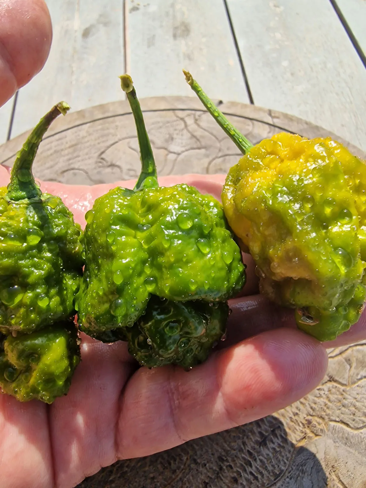 Trinidad Scorpion Moruga Green Chilli Seeds - Image 2