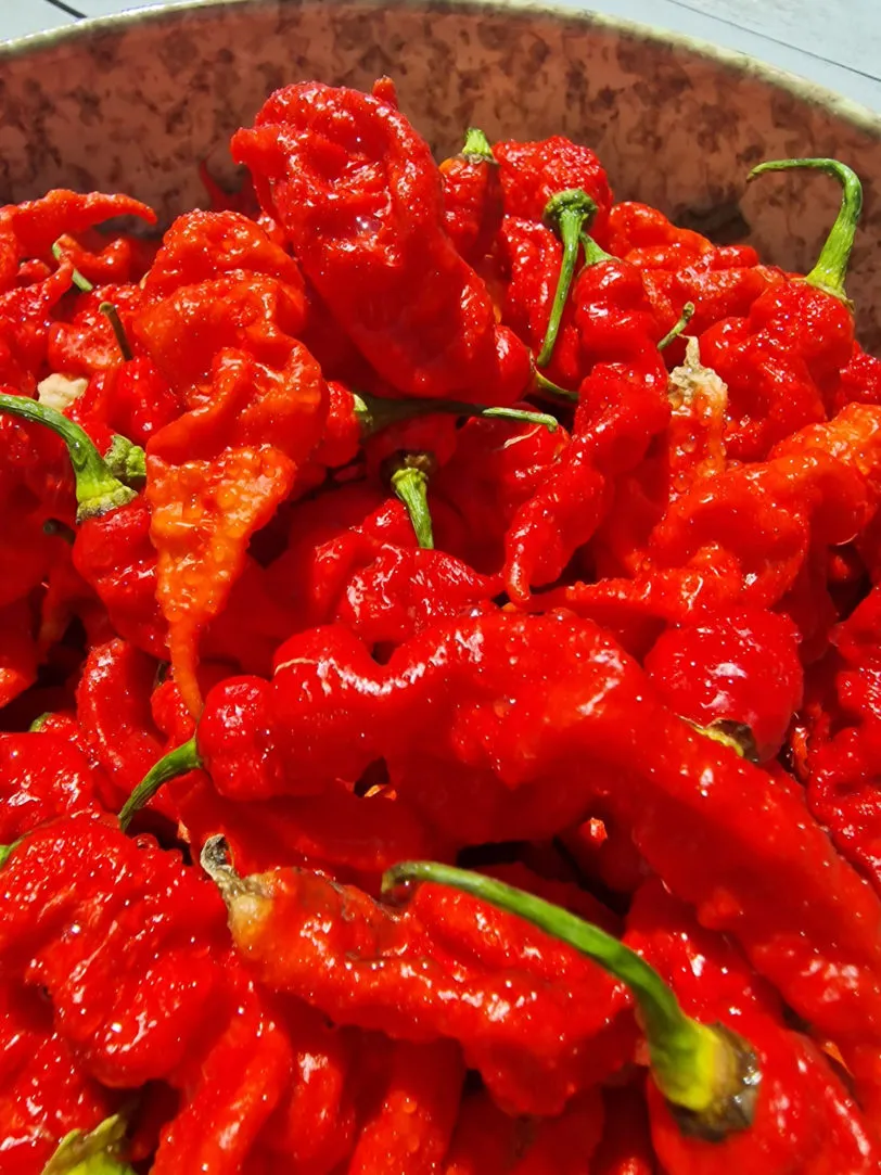 T Rex Red Chilli Seeds - Image 7