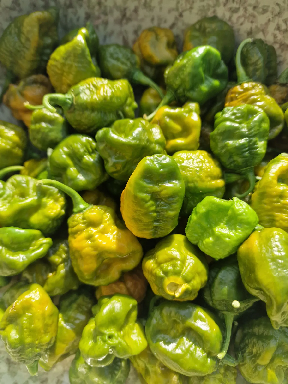 Trinidad Scorpion Moruga Green Chilli Seeds - Image 5