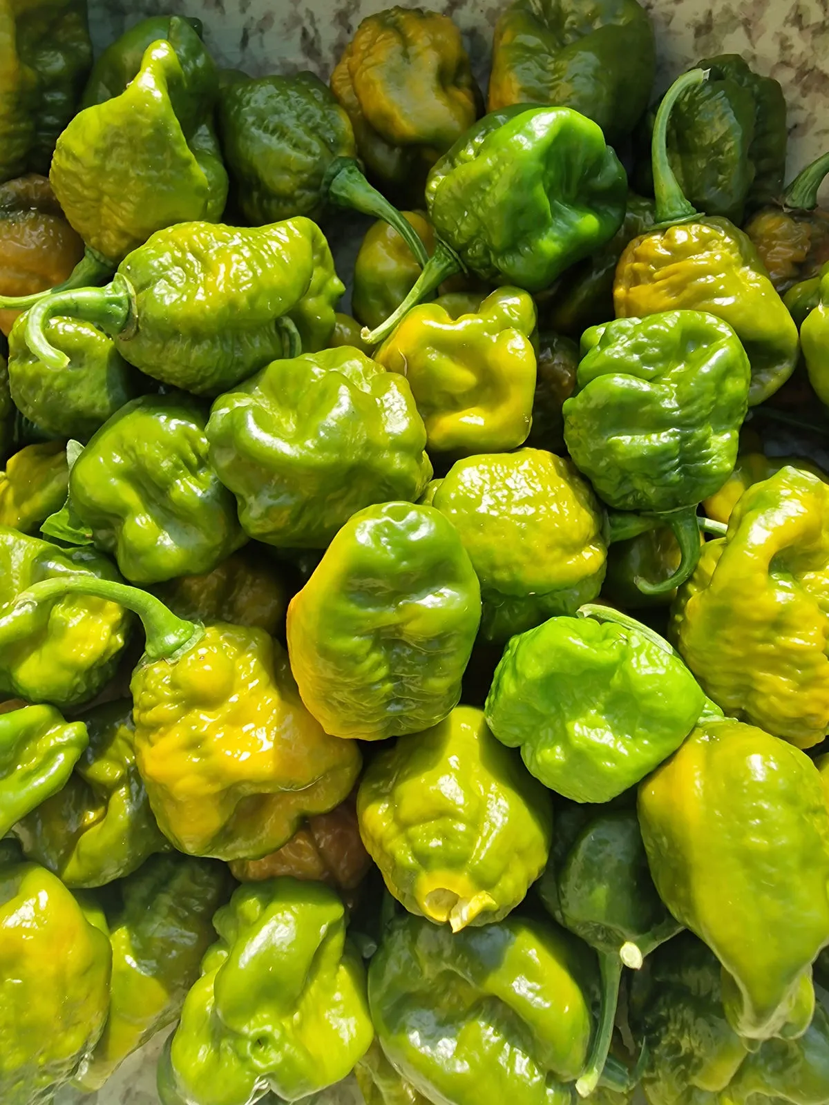 Trinidad Scorpion Moruga Green Chilli Seeds - Image 9