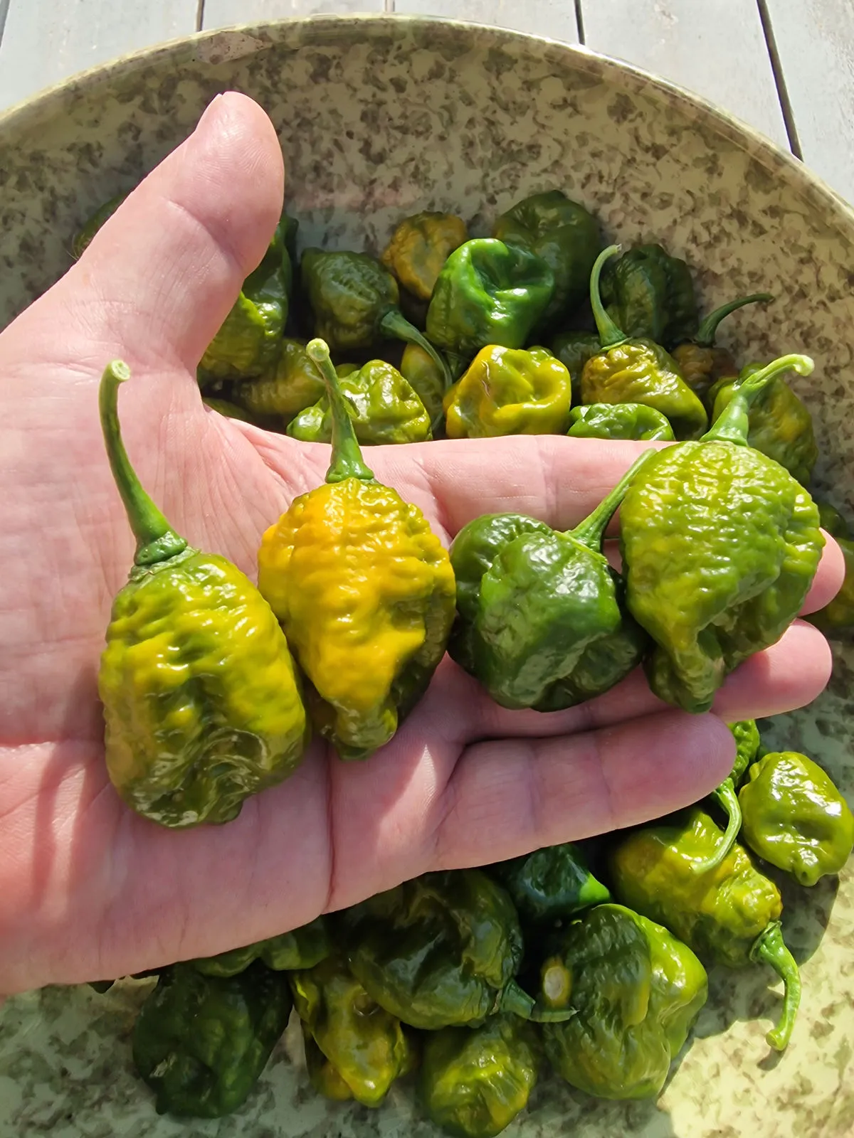 Trinidad Scorpion Moruga Green Chilli Seeds - Image 3