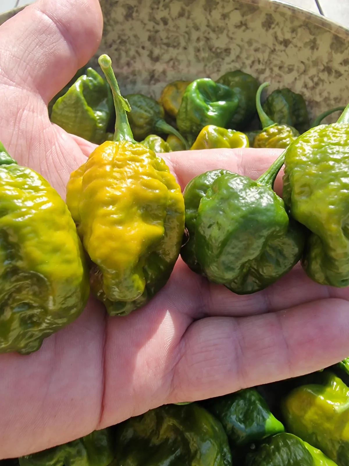 Trinidad Scorpion Moruga Green Chilli Seeds - Image 12