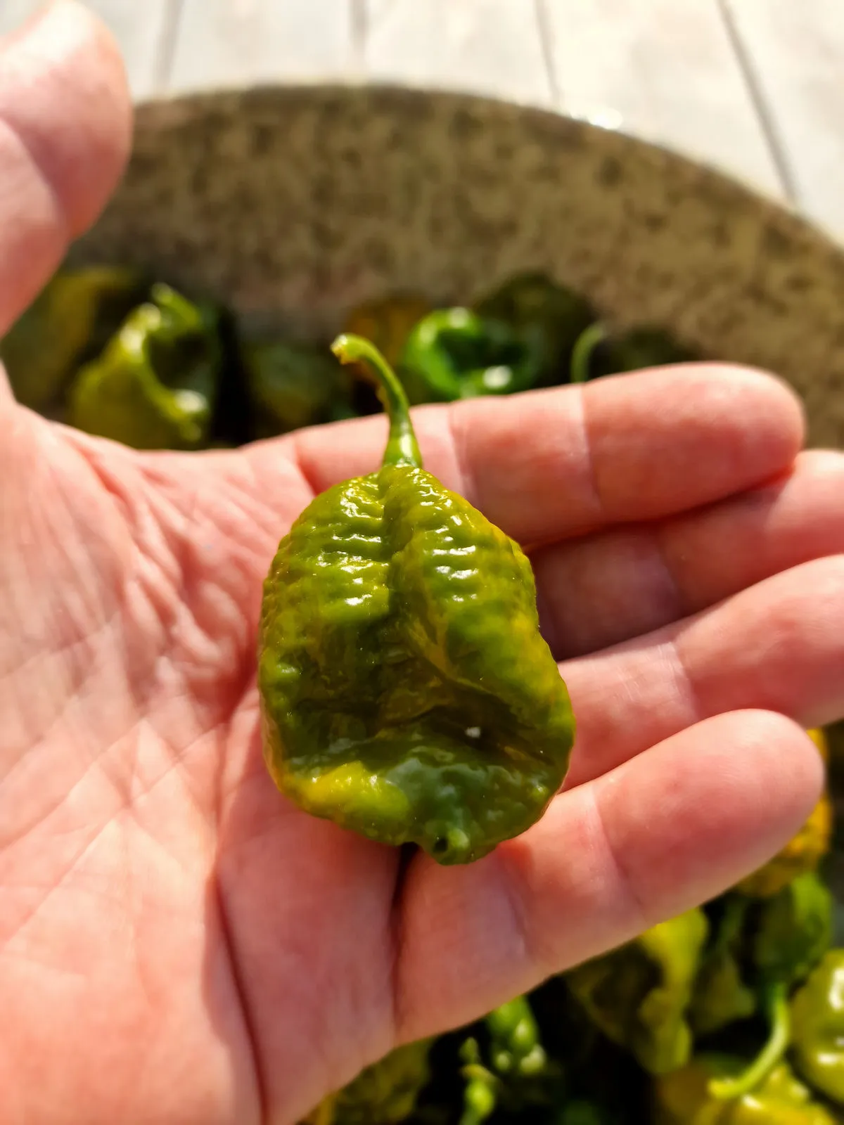 Trinidad Scorpion Moruga Green Chilli Seeds - Image 4