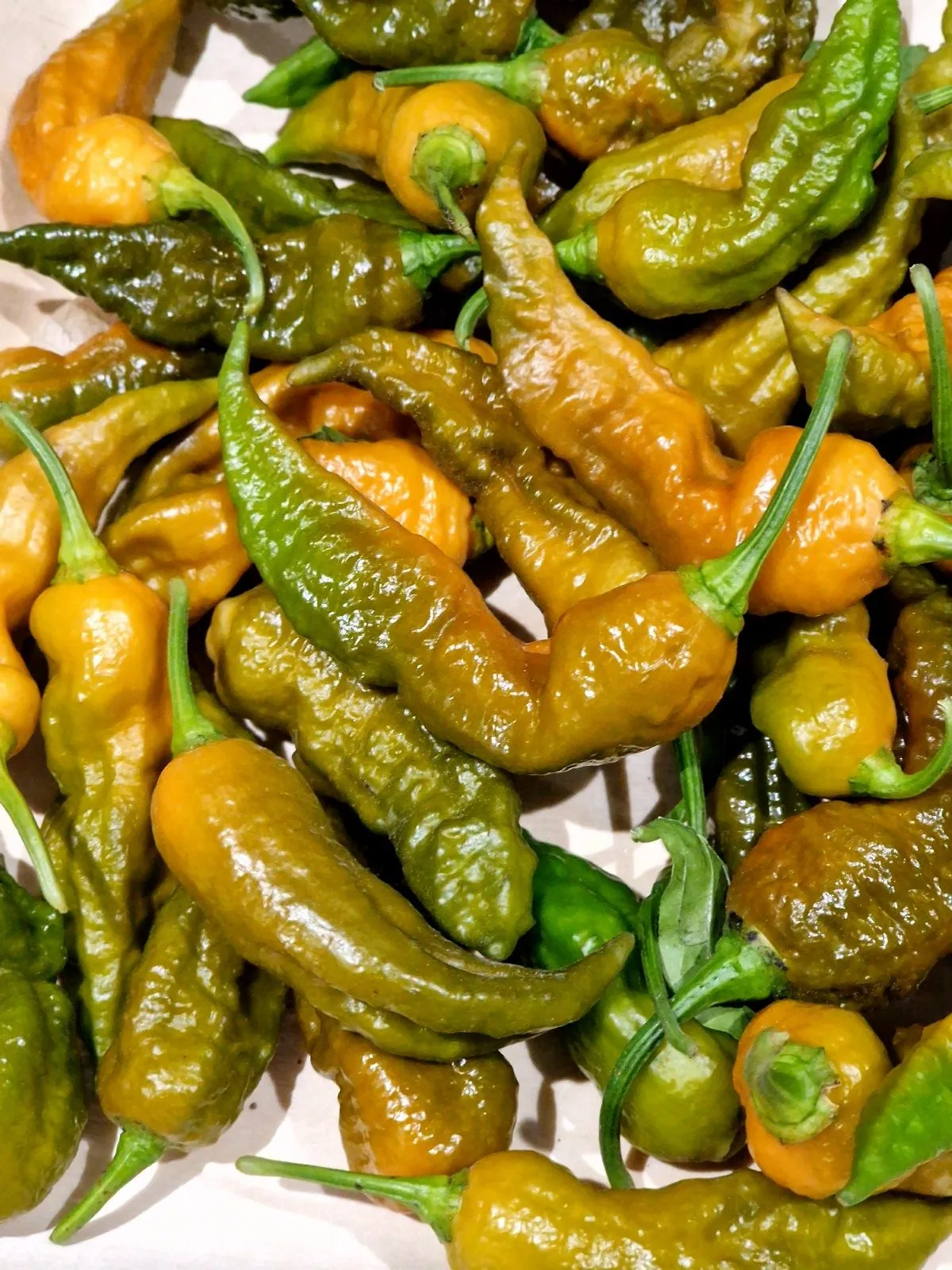 Bhut Jolokia Solid Gold Chilli Seeds - Image 3