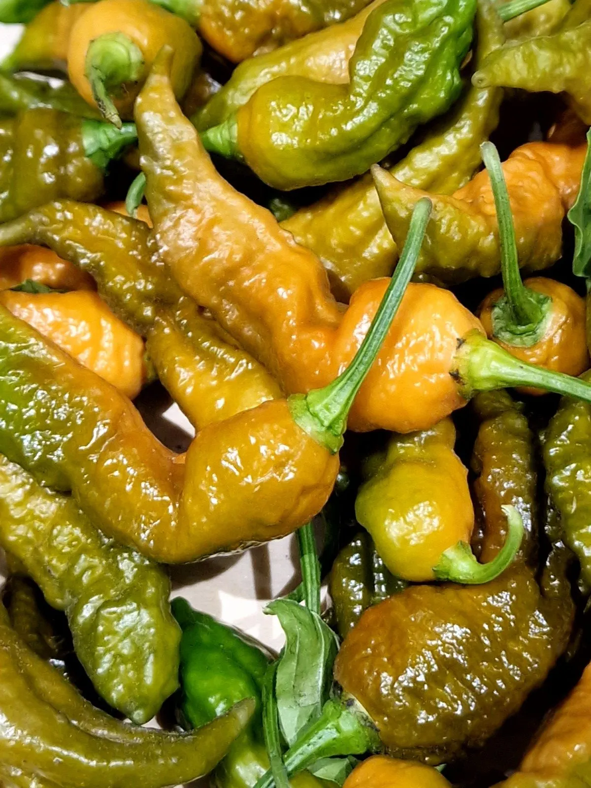 Bhut Jolokia Solid Gold Chilli Seeds - Image 2