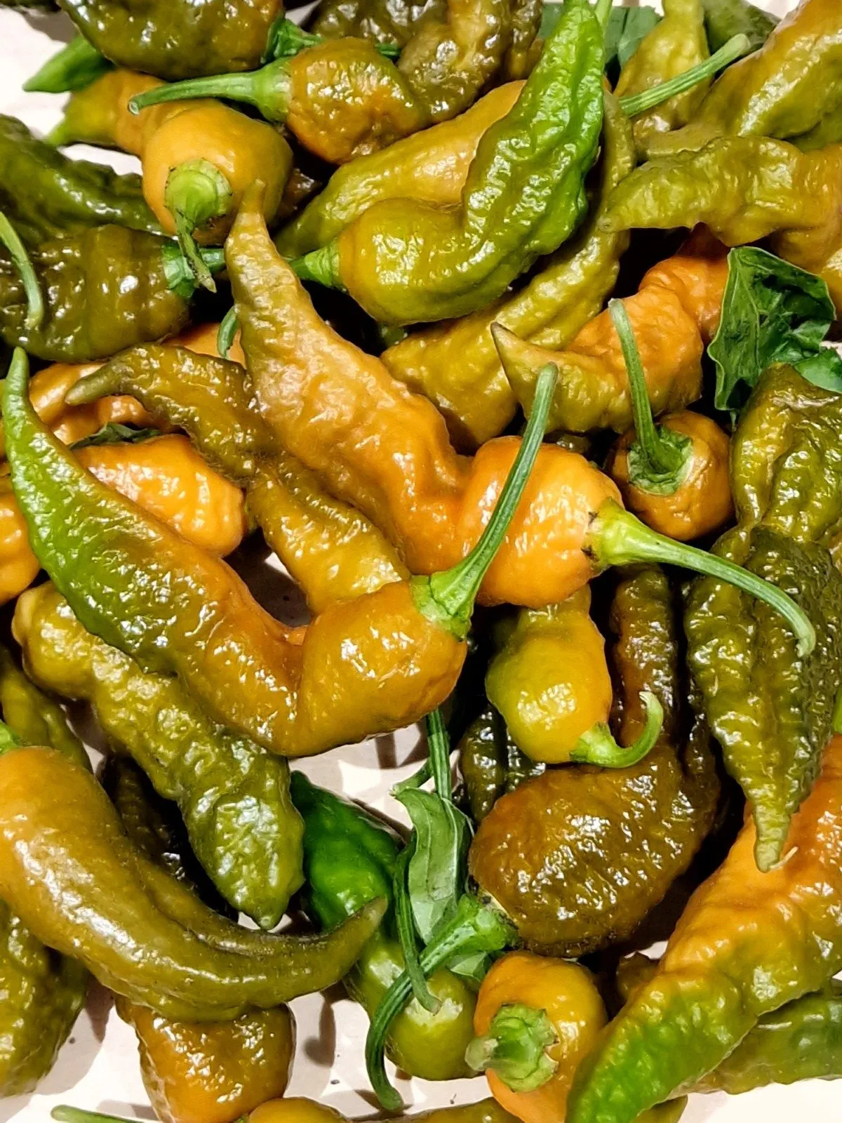 Bhut Jolokia Solid Gold Chilli Seeds - Image 5