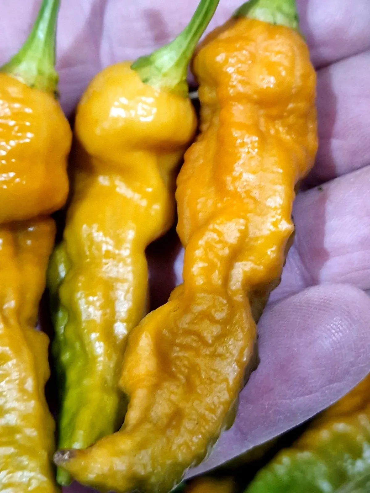 Bhut Jolokia Solid Gold Chilli Seeds - Image 4