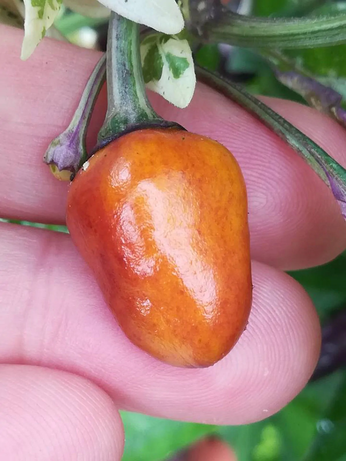 Golden Nugget Variegated Chilli Seeds - Image 3